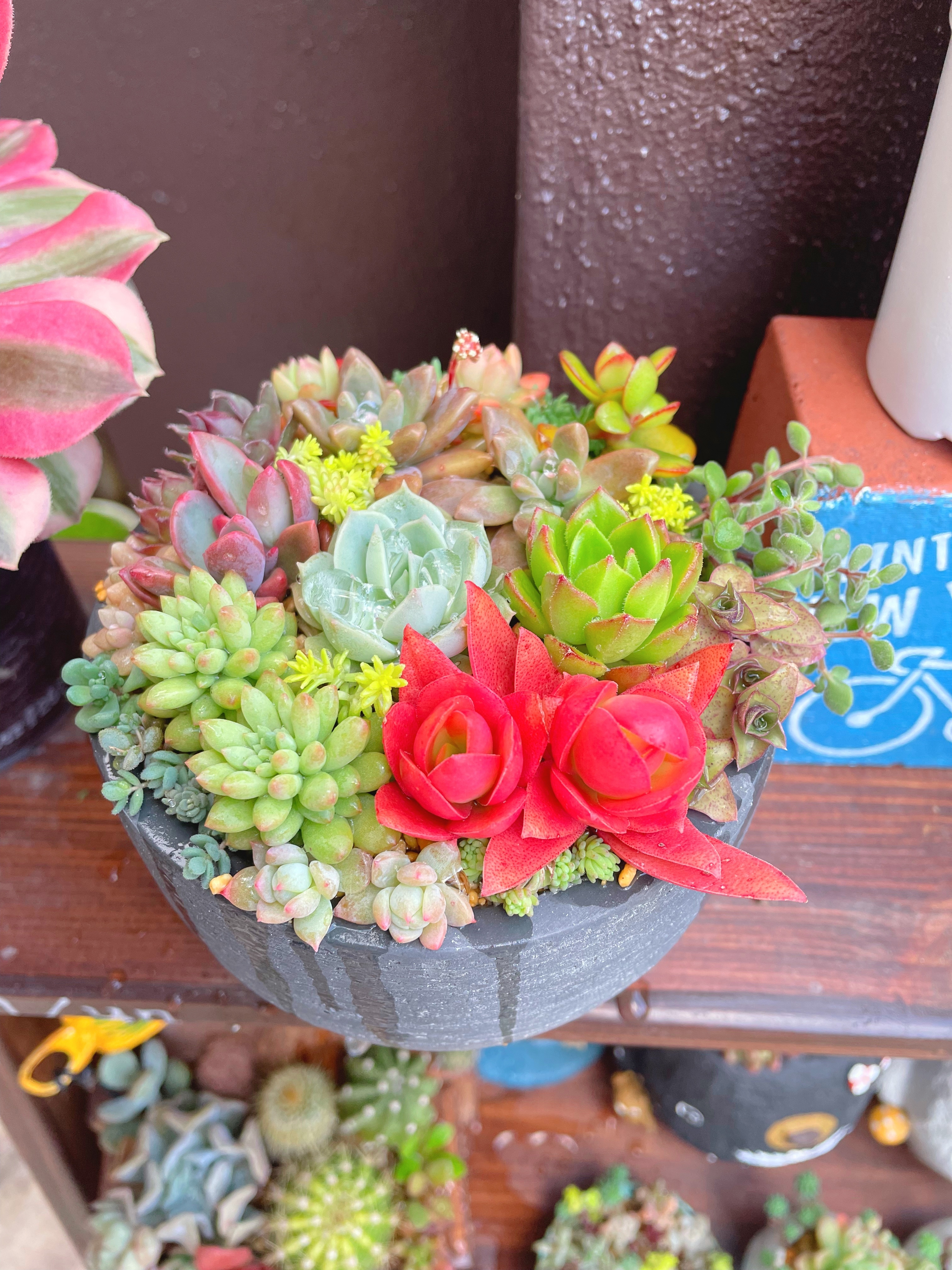 寄せ植えバイキング②🎶 | CAINZ DIY Square