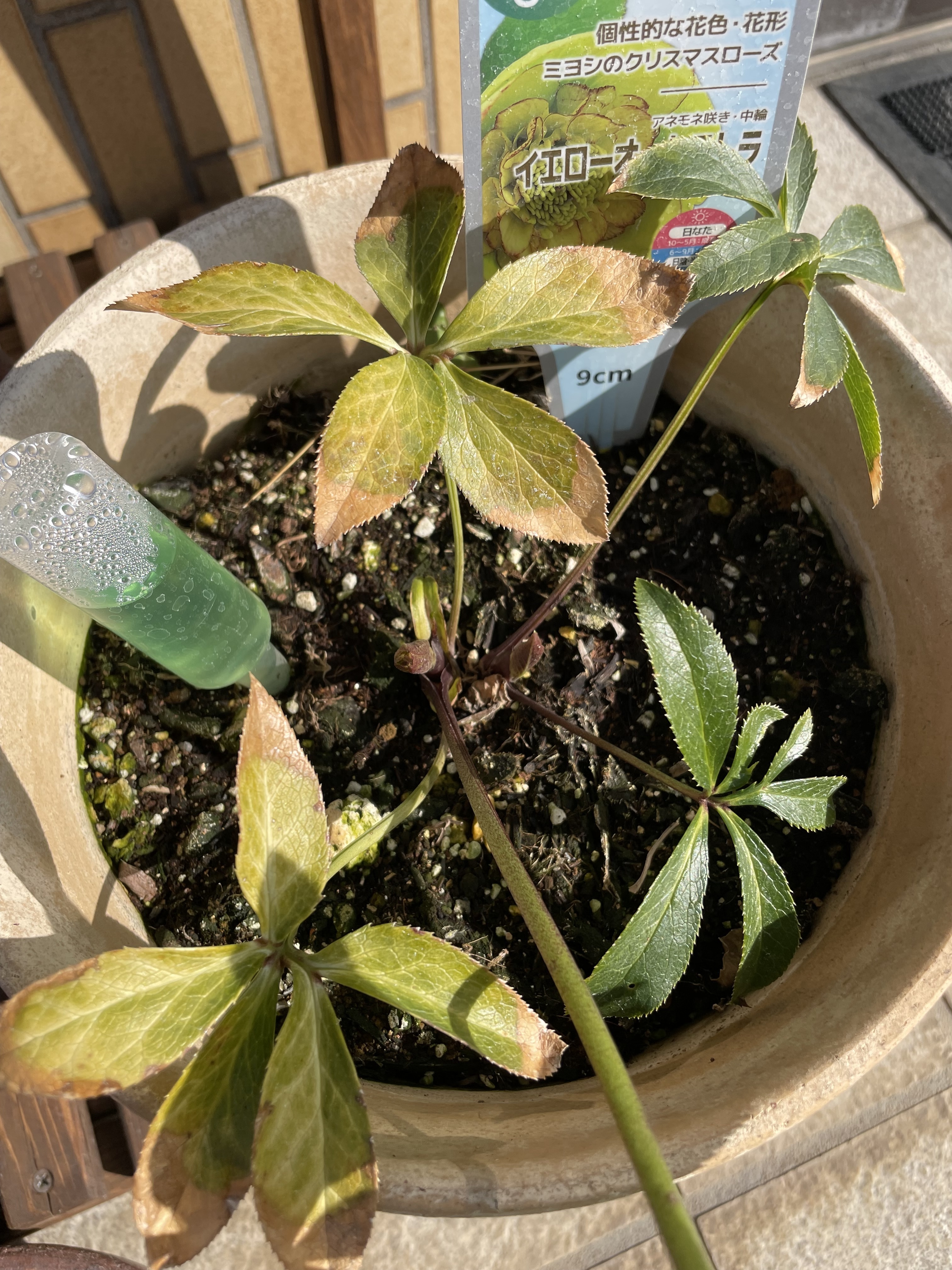 イエローオーケストラ(クリスマスローズ)に蕾 | CAINZ DIY Square