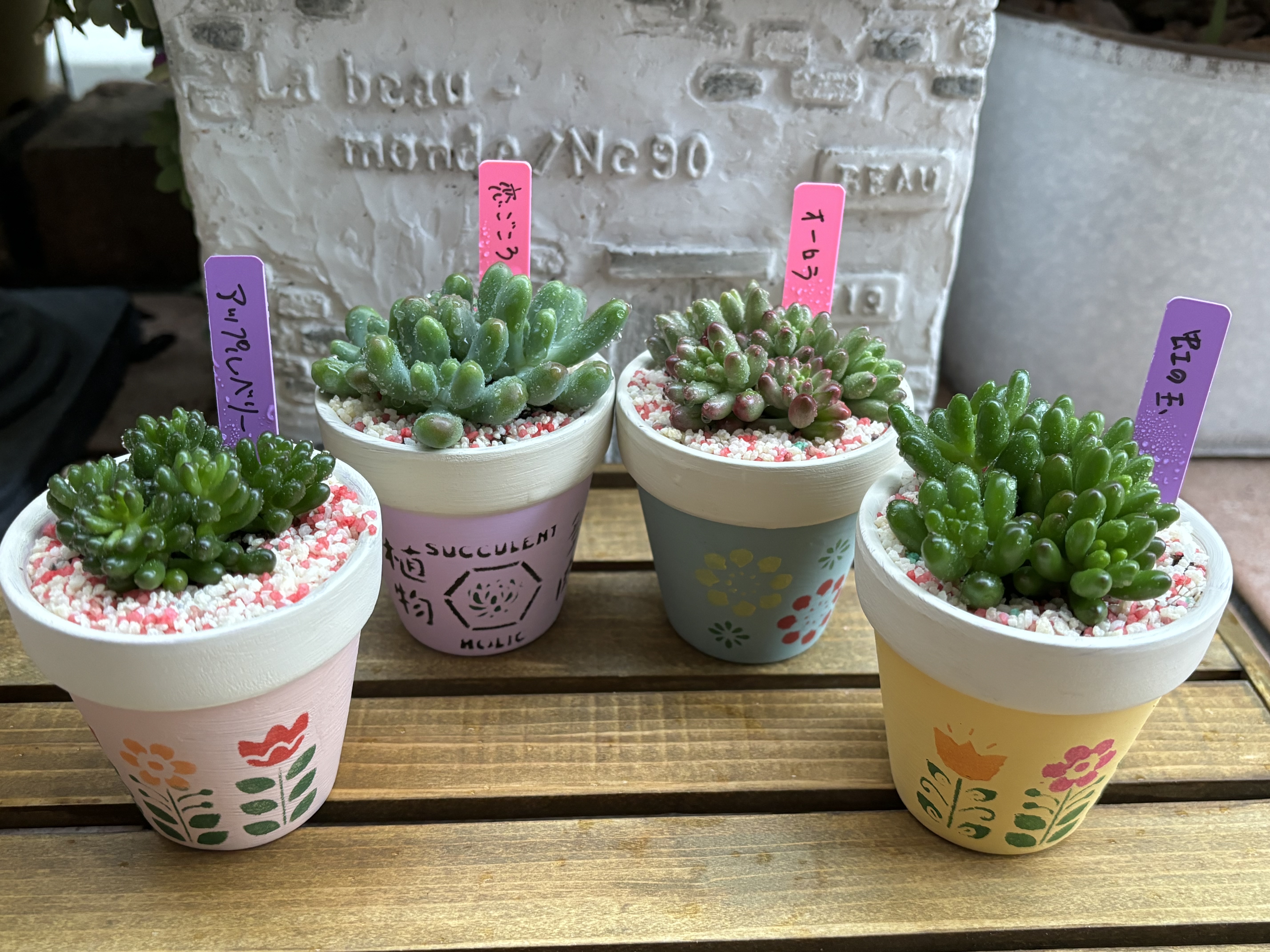 多肉 つぶつぶ系を植えてみた💕😍 | CAINZ DIY Square