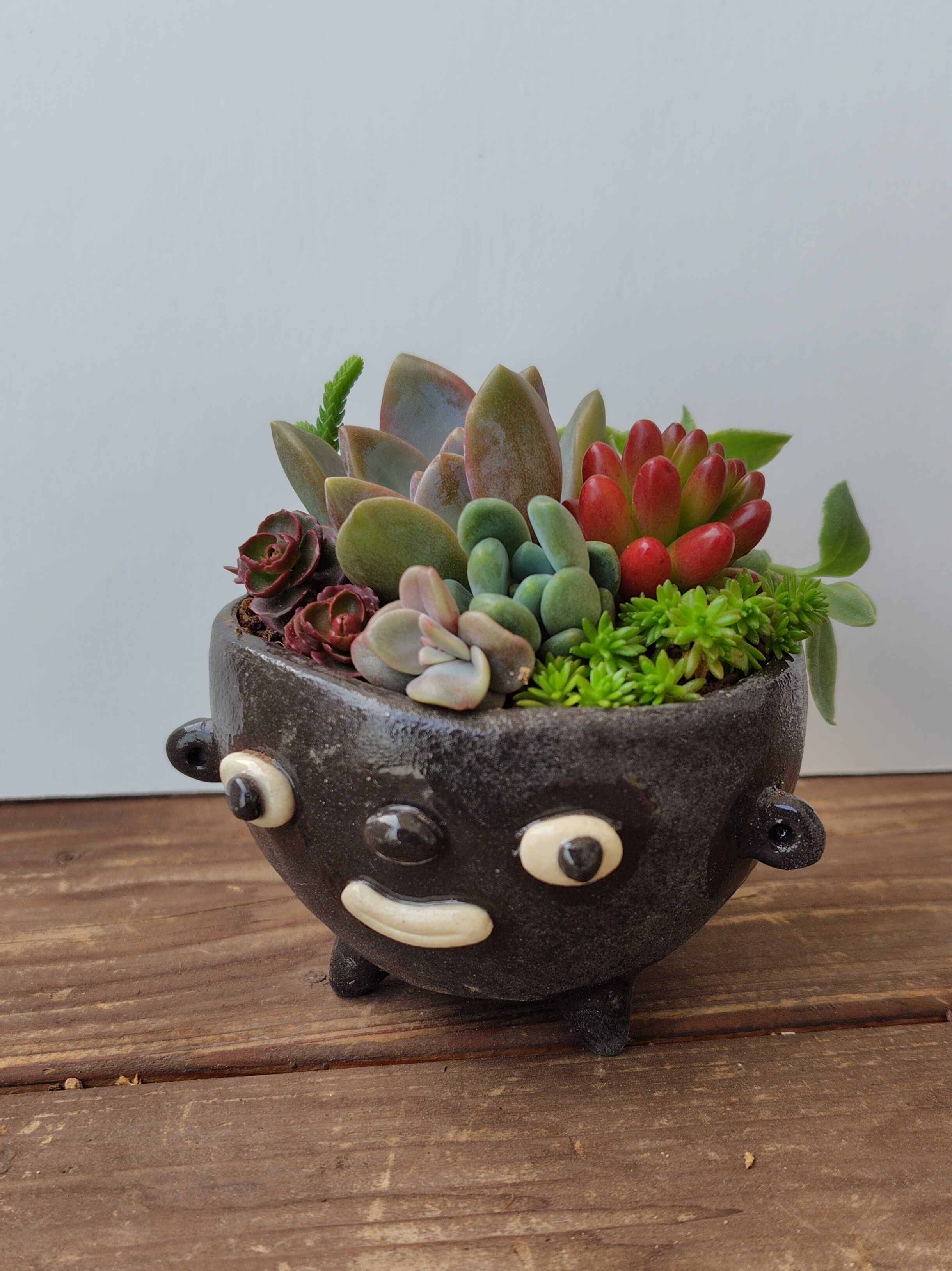 笠間陶炎祭で見つけた鉢に⋯🌱 | CAINZ DIY Square