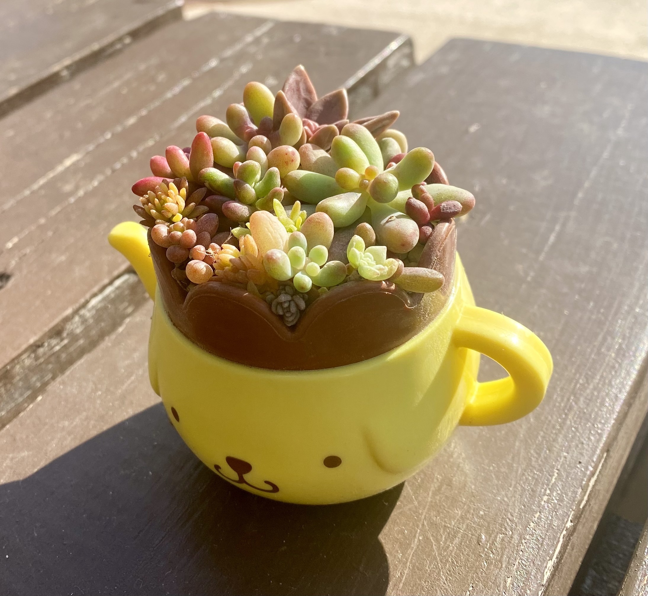 ハッピーセットのポムプリに多肉寄せ🍮 | CAINZ DIY Square