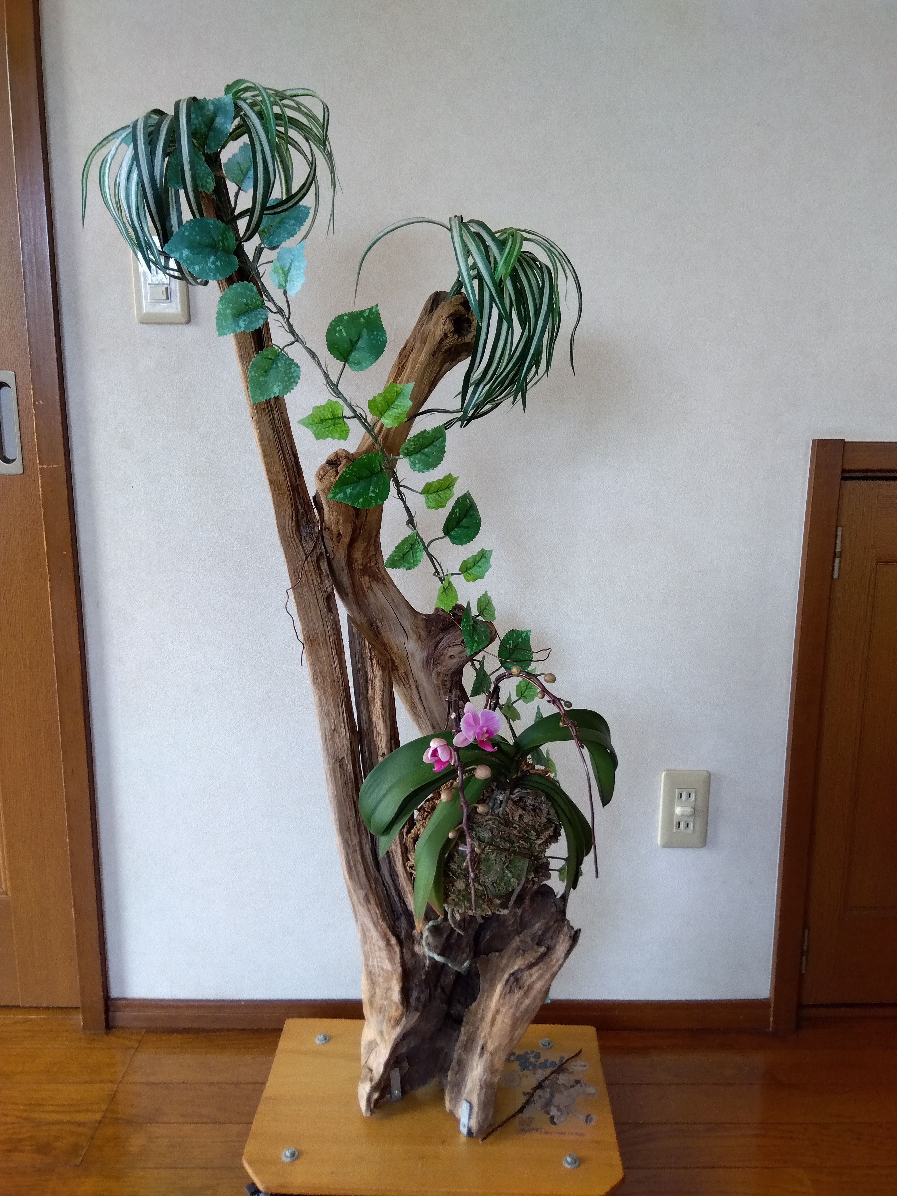 流木に着生させた蘭が開花しました。✨✨ | CAINZ DIY Square
