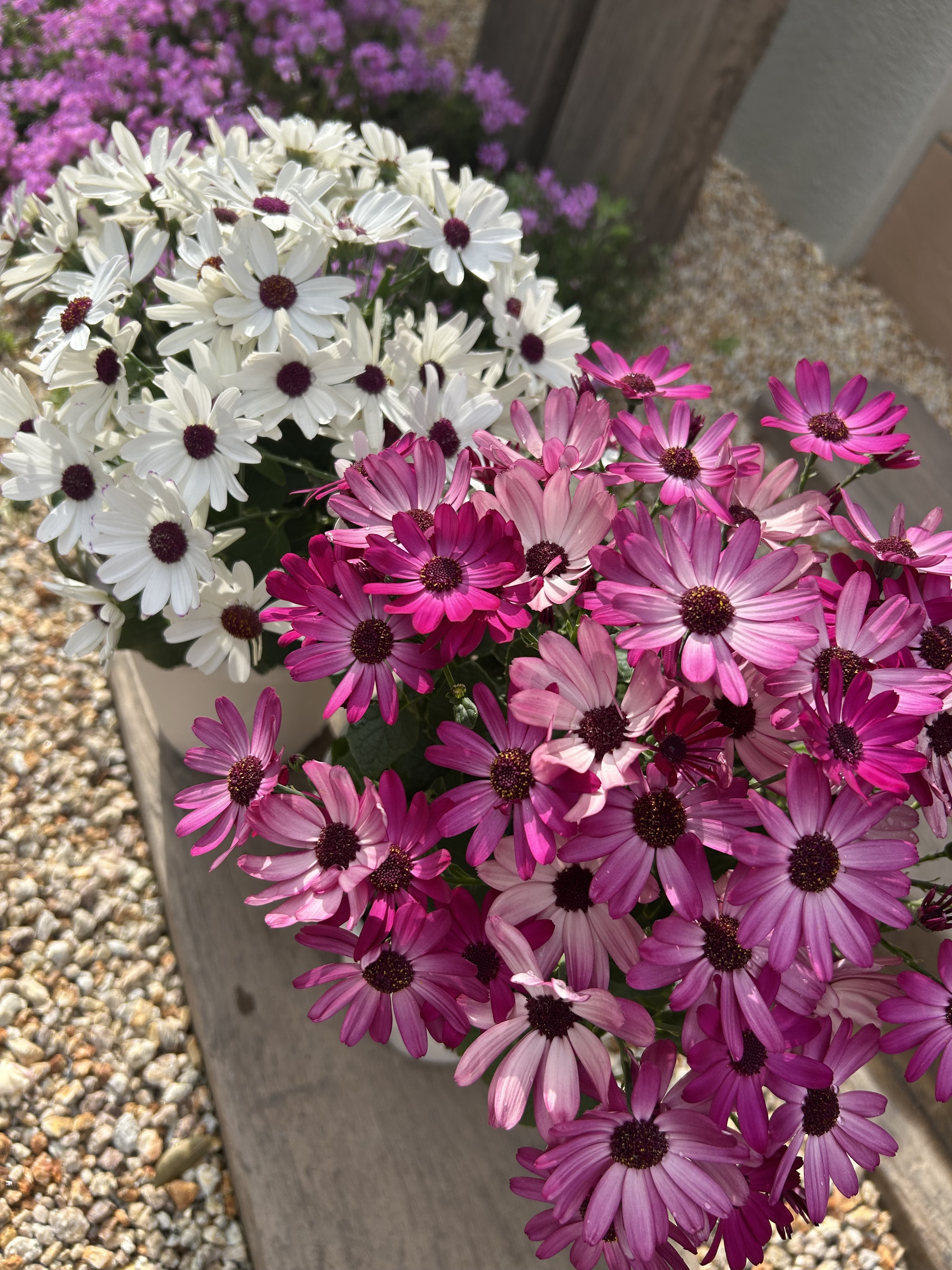 春苗セネッティ🌸 | SUNSUNガーデン