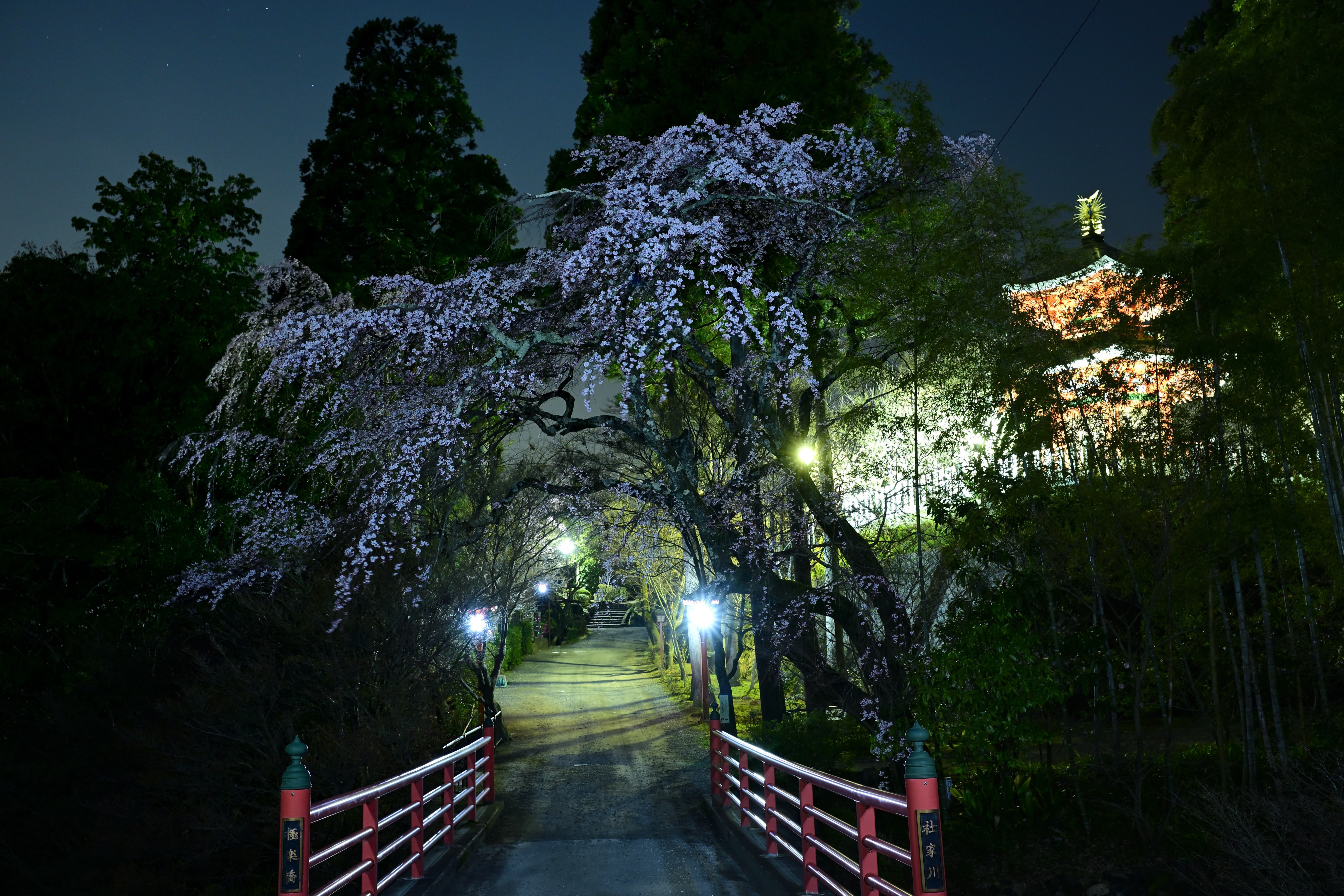 【春風フォト】 春を感じて | PHOTO HUB by nikkor club