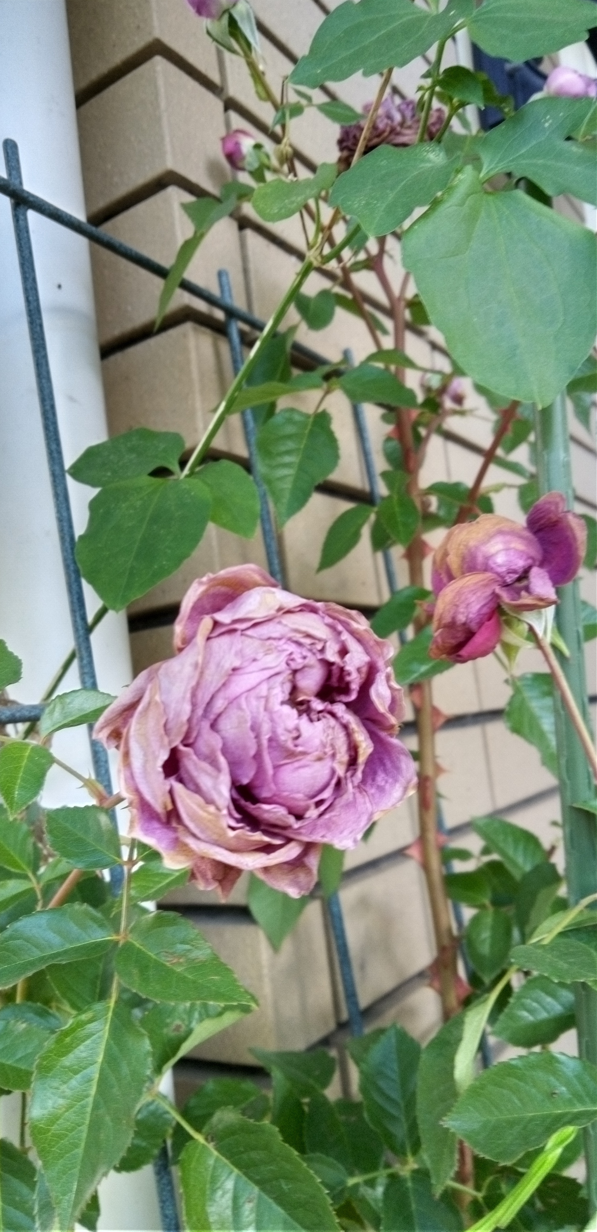 遅くに咲いた薔薇プリマ・ヴィスタ | CAINZ DIY Square