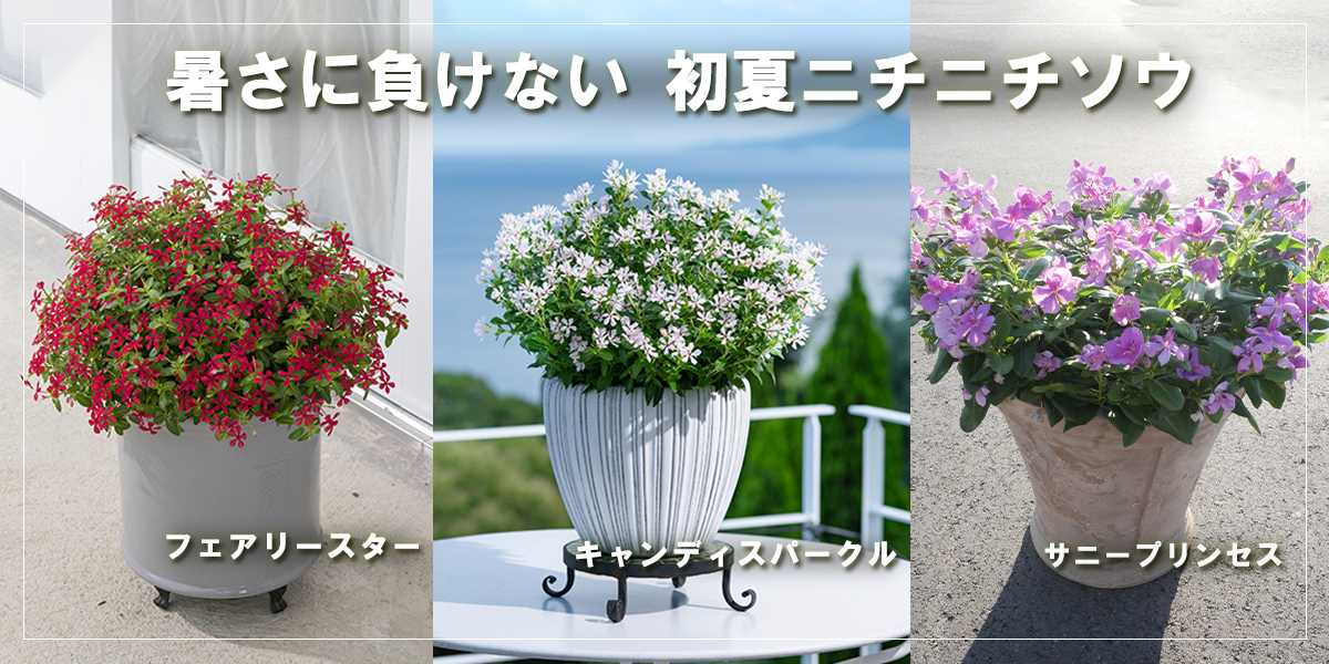 サントリーフラワーズの夏のおすすめ】初夏ニ | SUNSUNガーデン