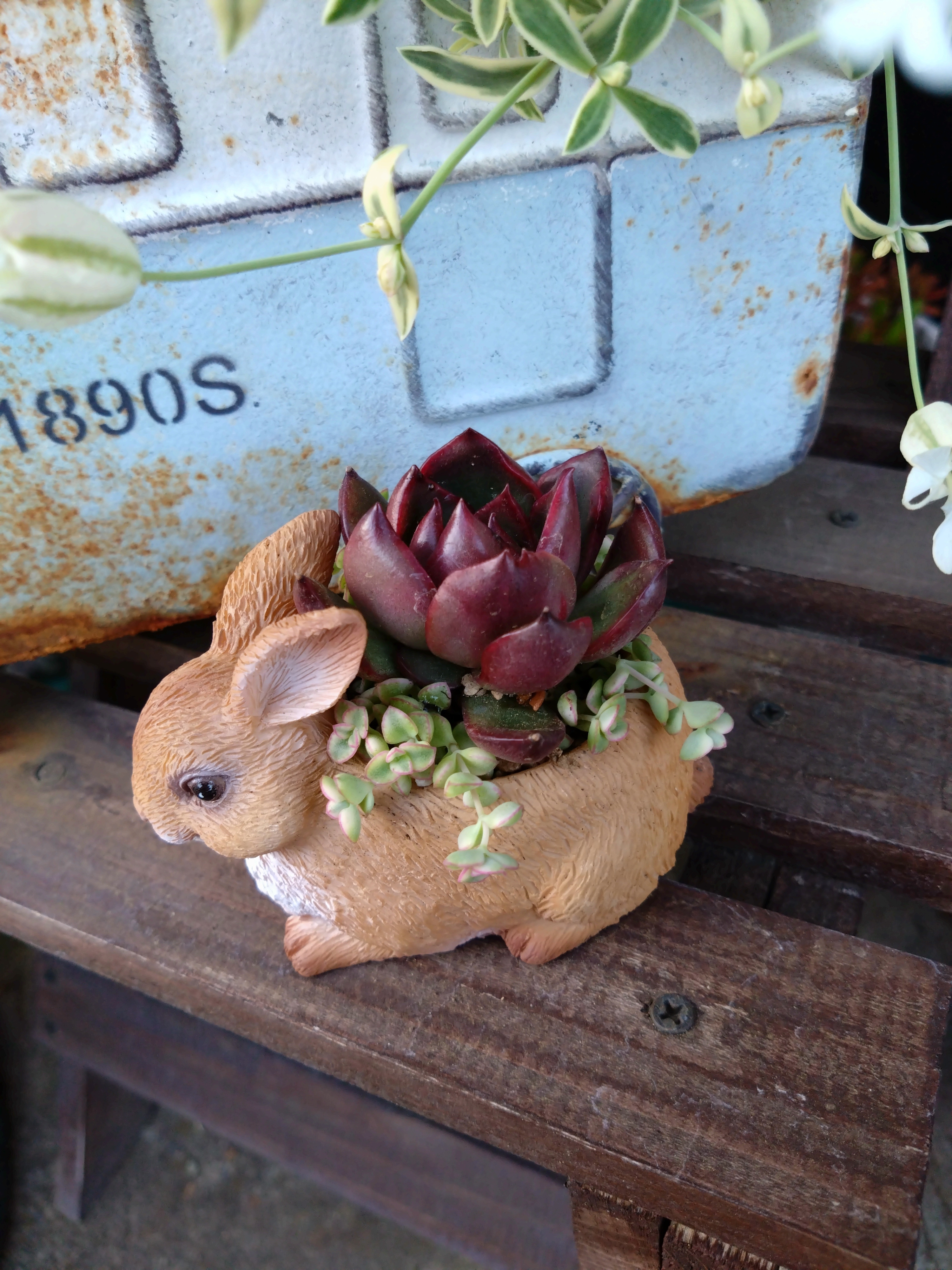 寄せ植え | CAINZ DIY Square