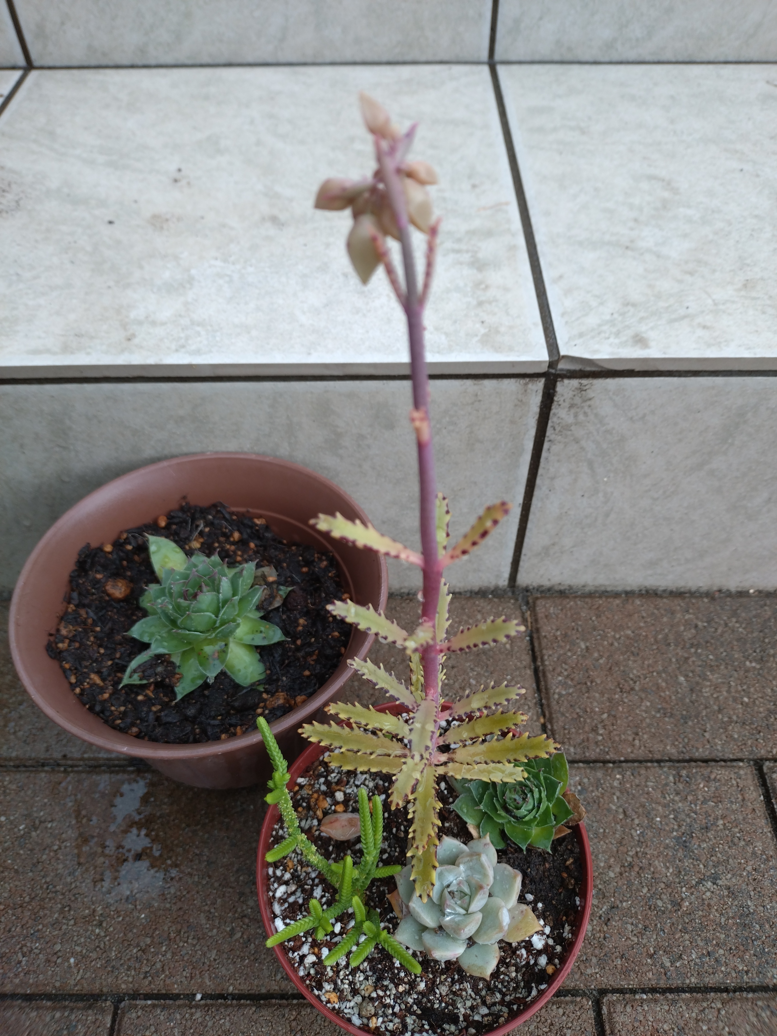 初めての多肉植物 | CAINZ DIY Square