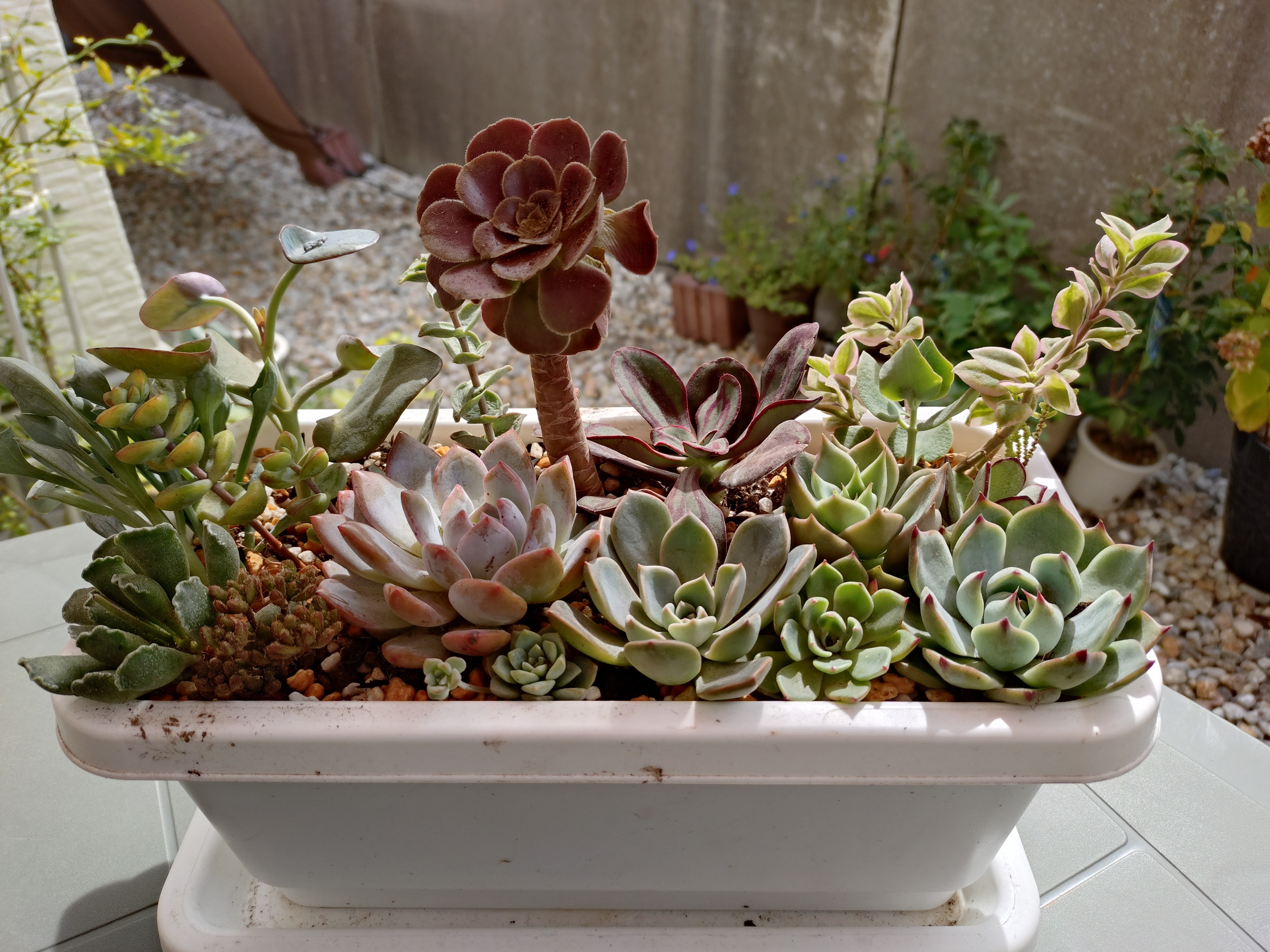 多肉寄せ植えバイキング① | CAINZ DIY Square