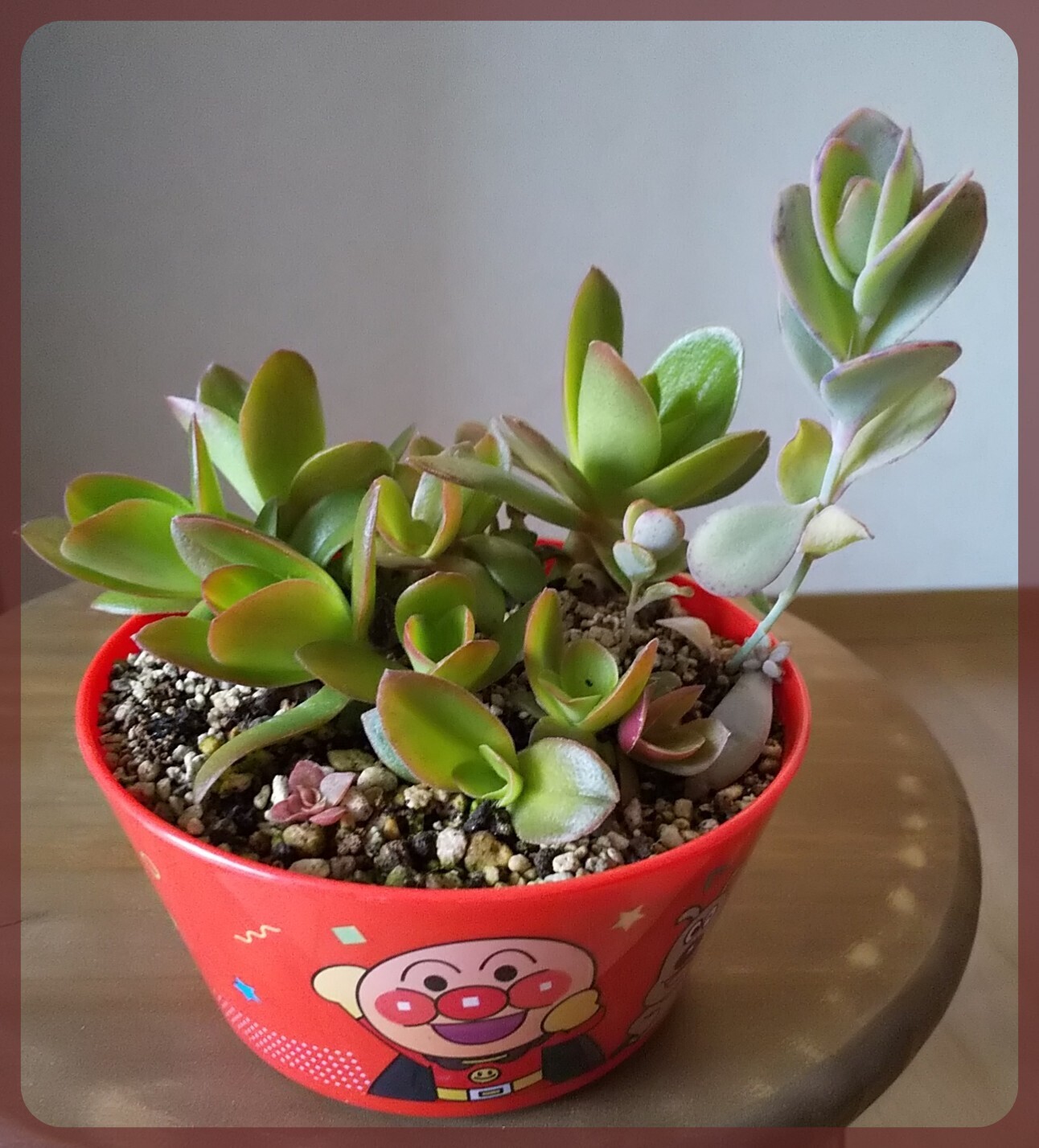 火祭りメインの葉挿し🌱 | CAINZ DIY Square