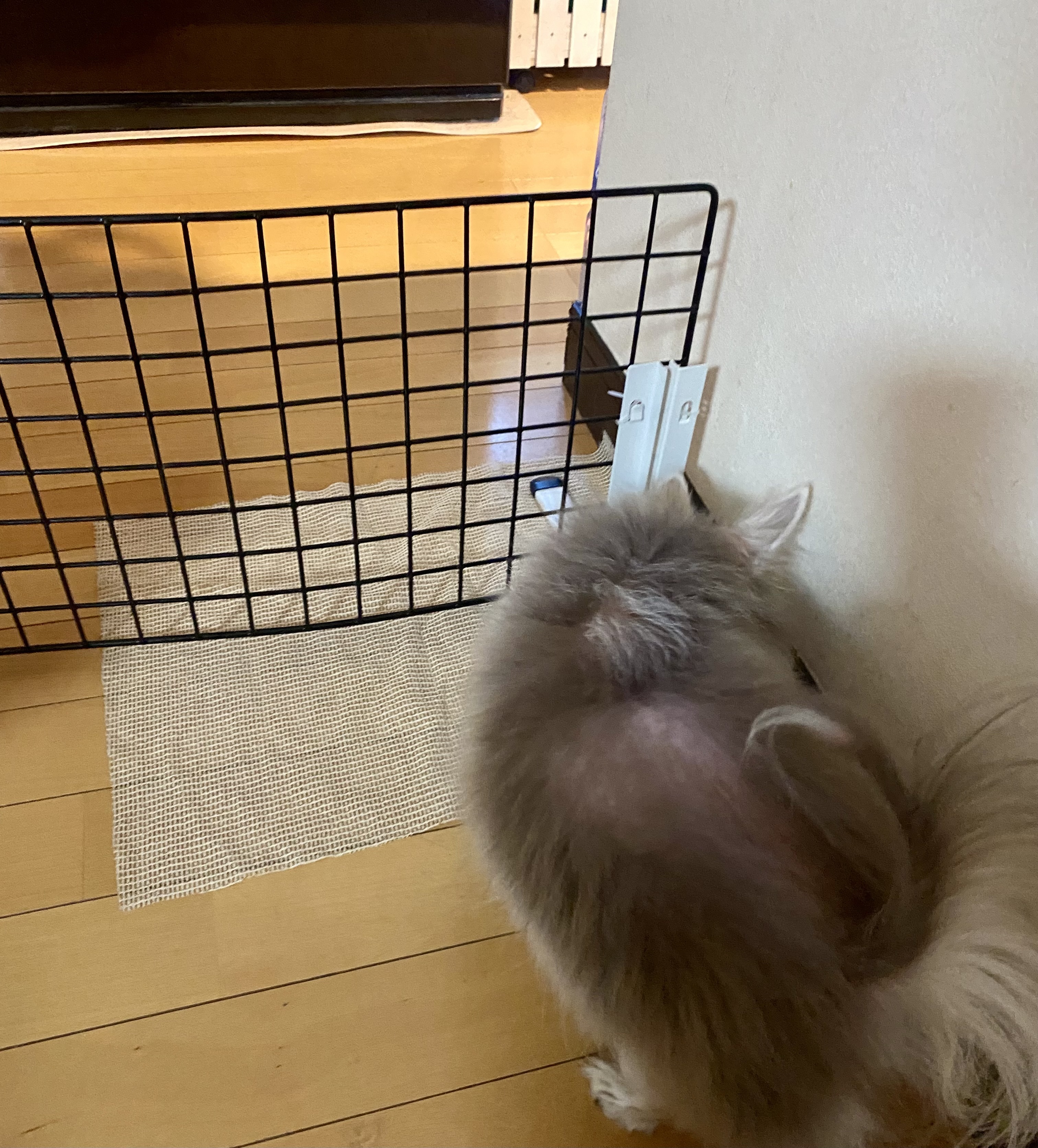 台所侵入防止に