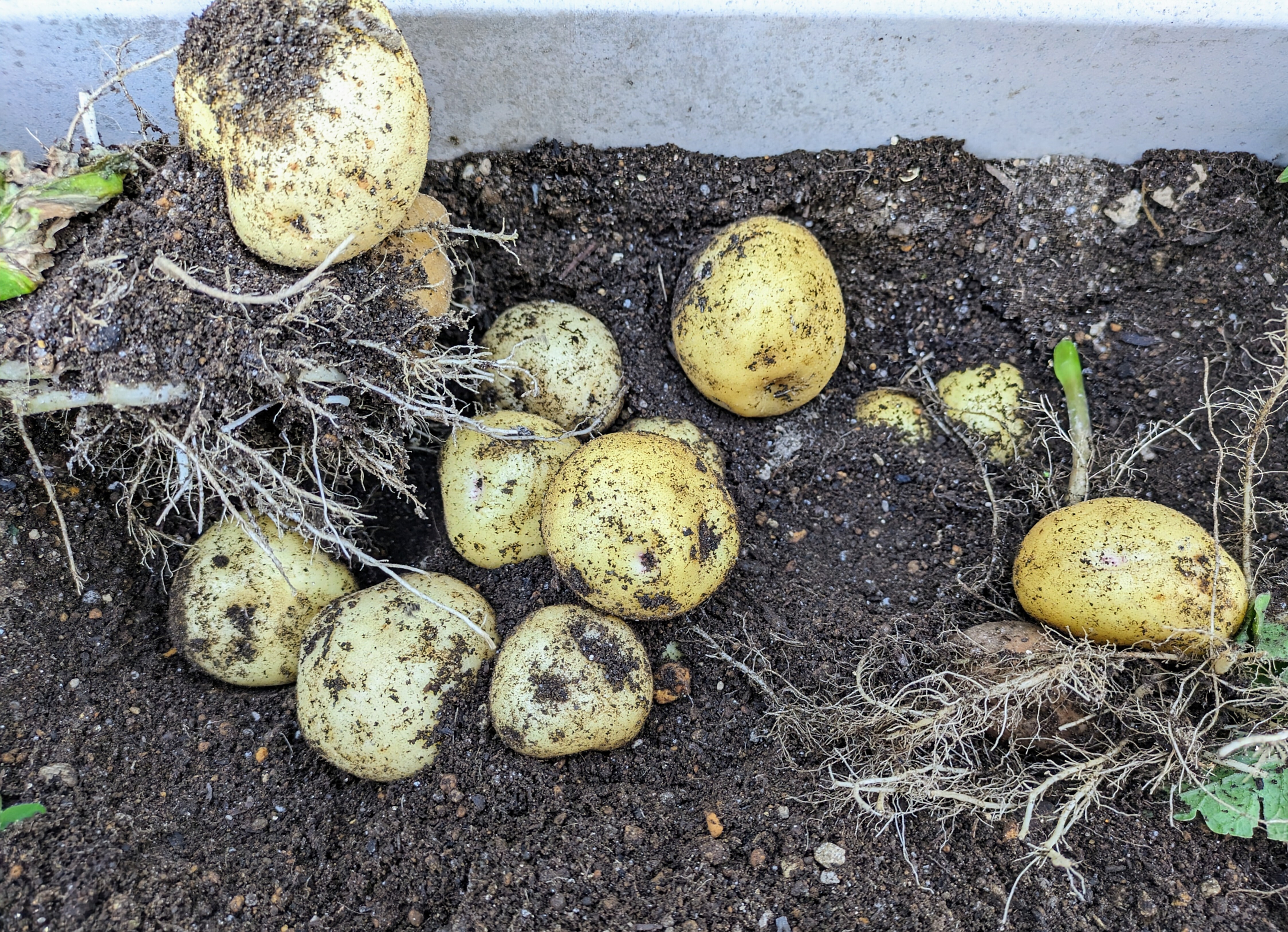 秋じゃが🥔収穫 | CAINZ DIY Square