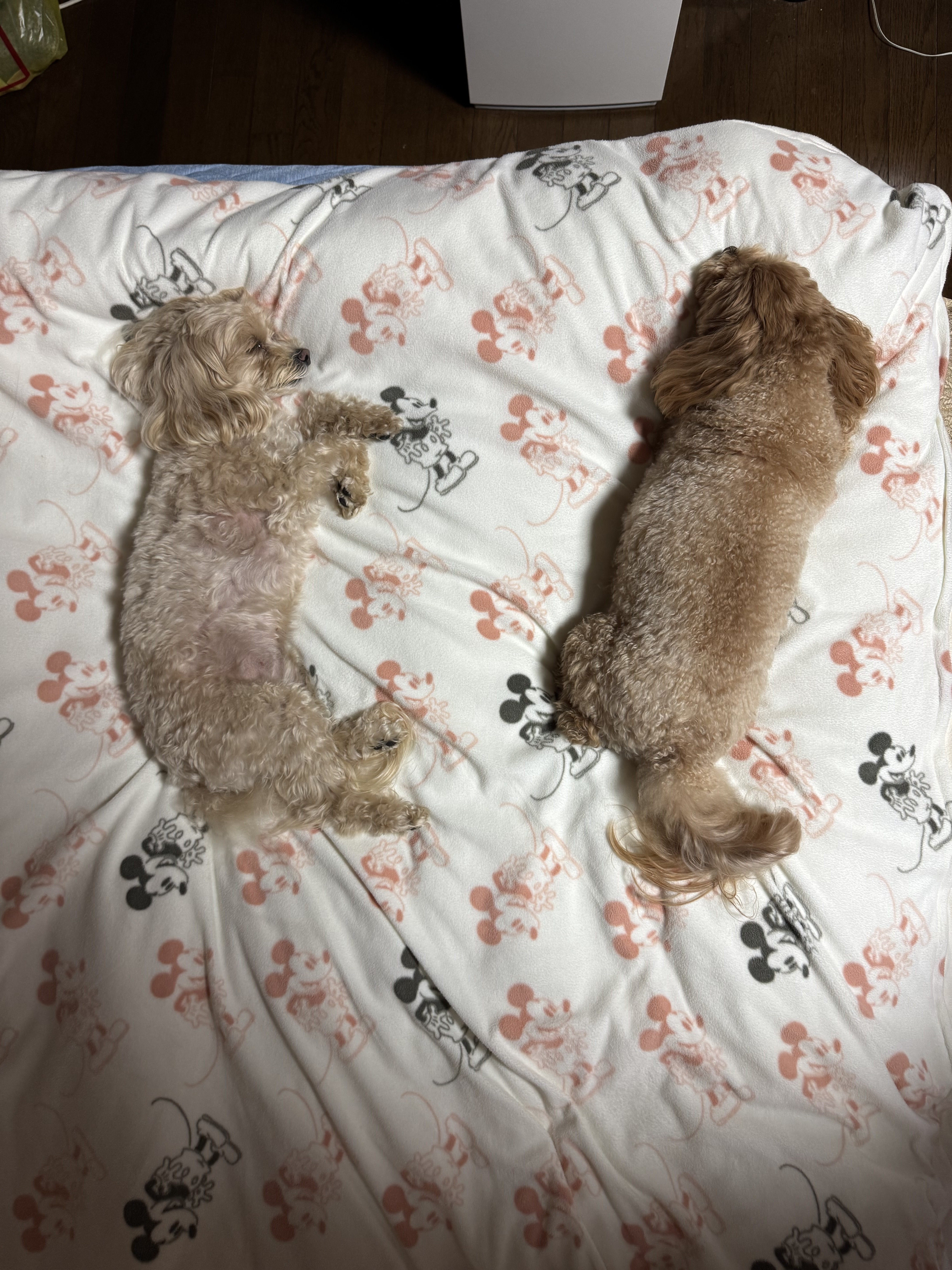 おやすみ