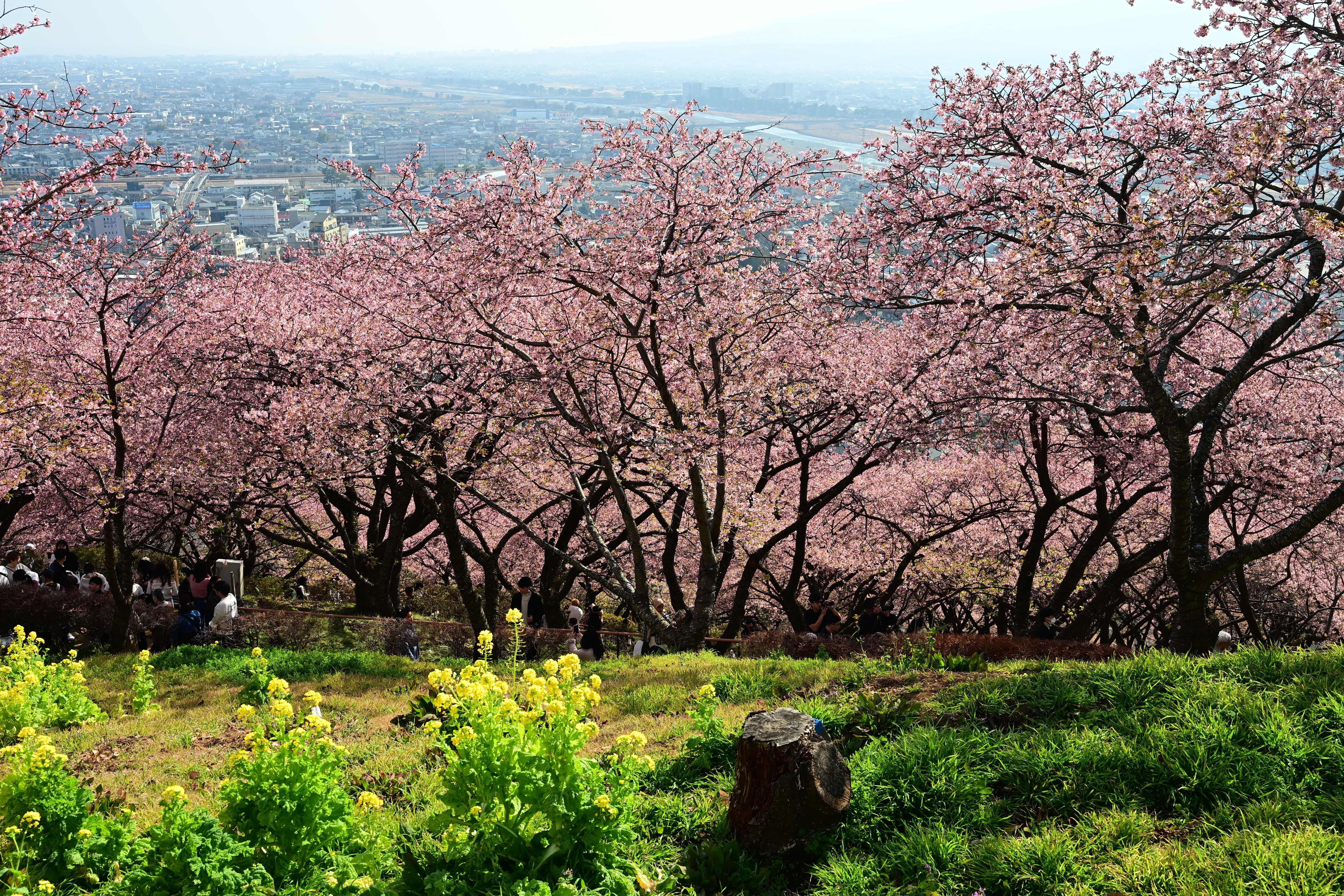 河津桜満開 | PHOTO HUB by nikkor club
