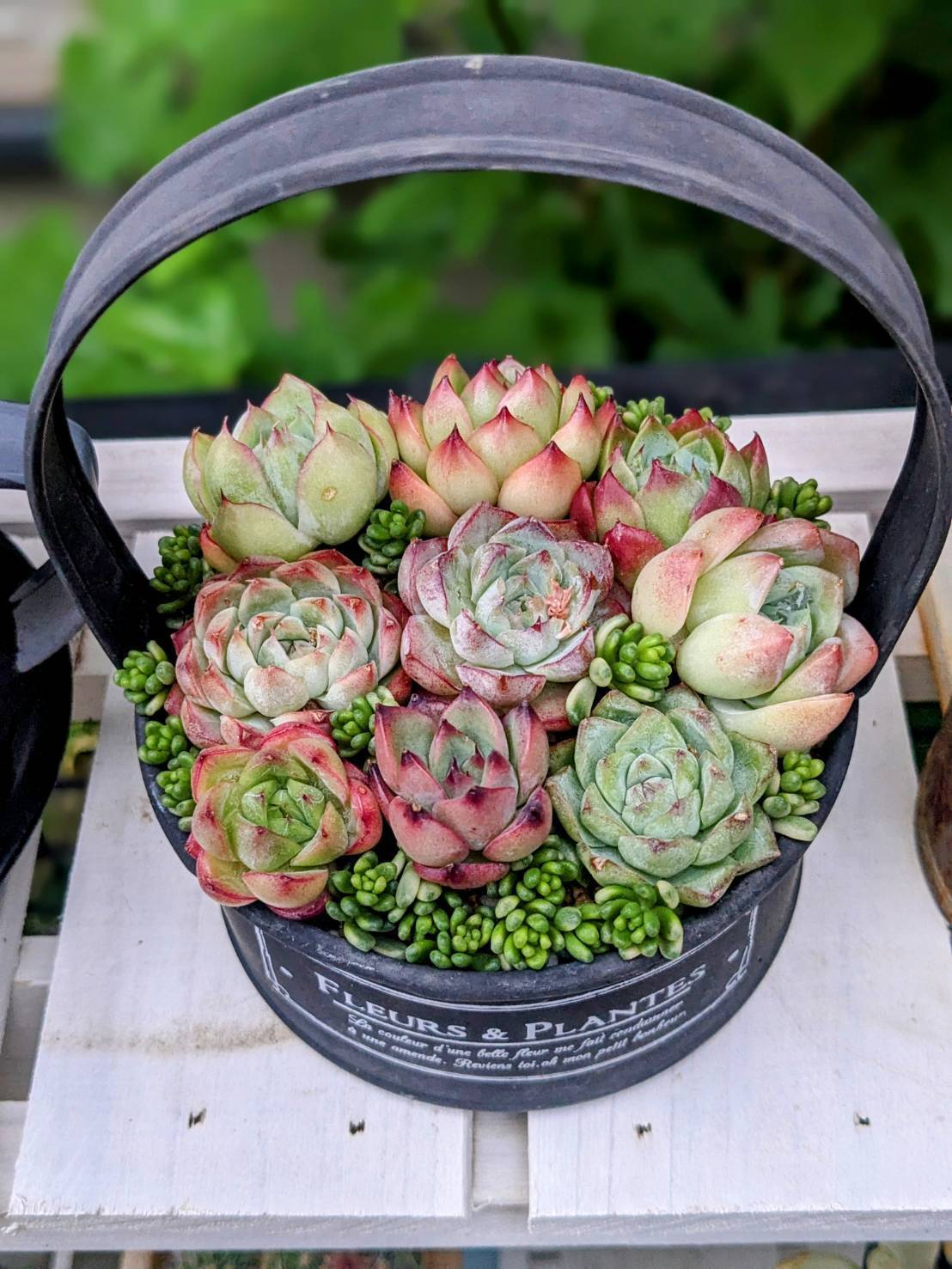 寄せ植え | CAINZ DIY Square