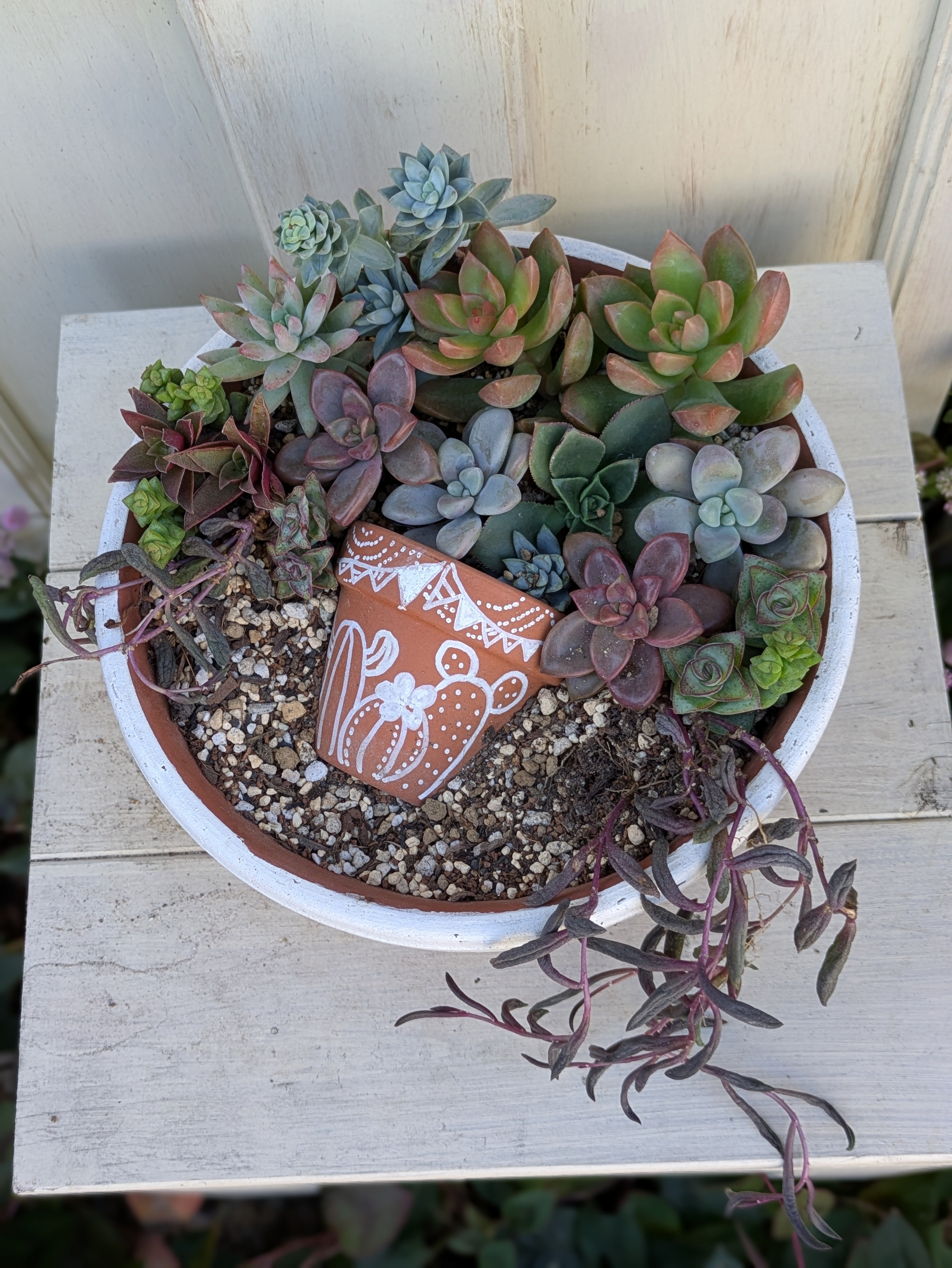 多肉寄せ植え【GWS参加寄せ植え、仕立て直し | CAINZ DIY Square