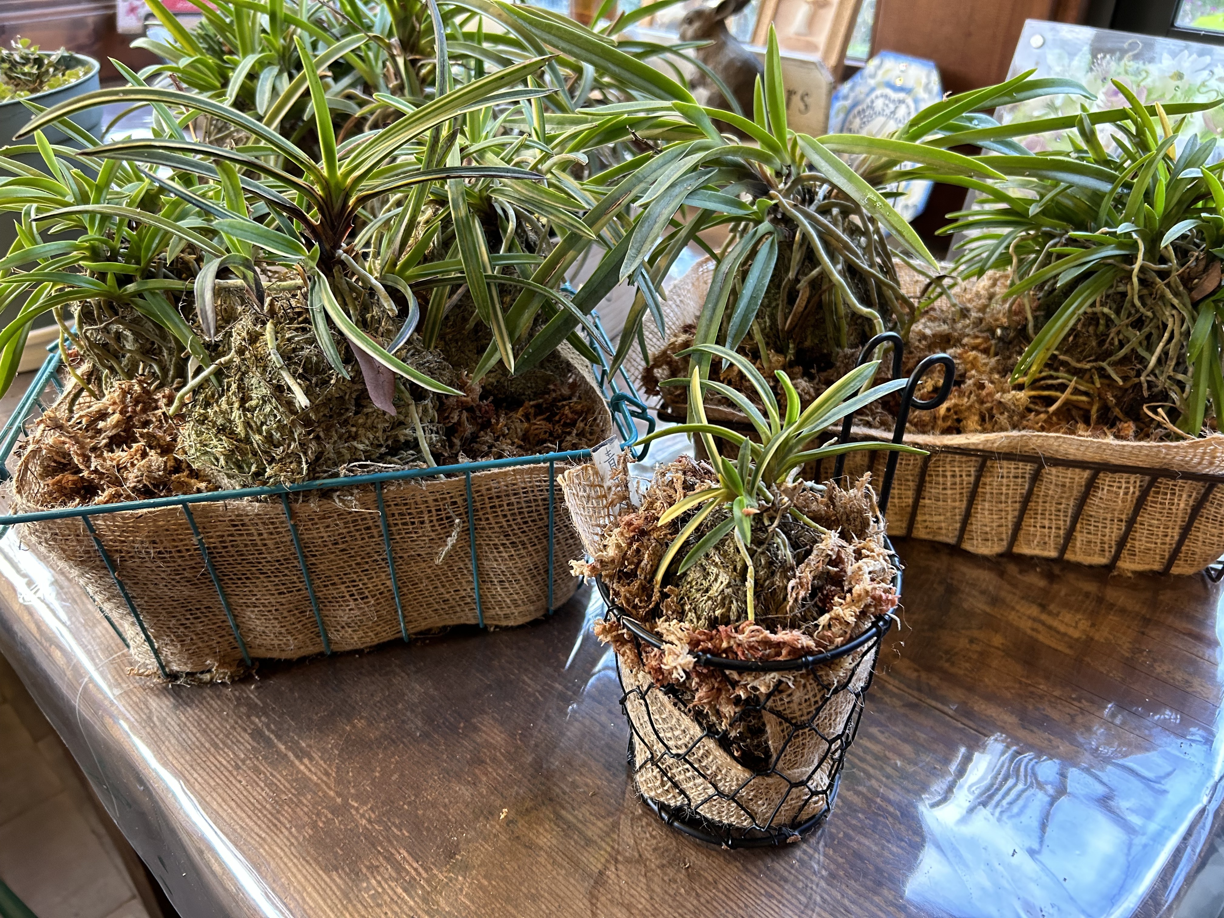 風蘭のまとめ植え | CAINZ DIY Square