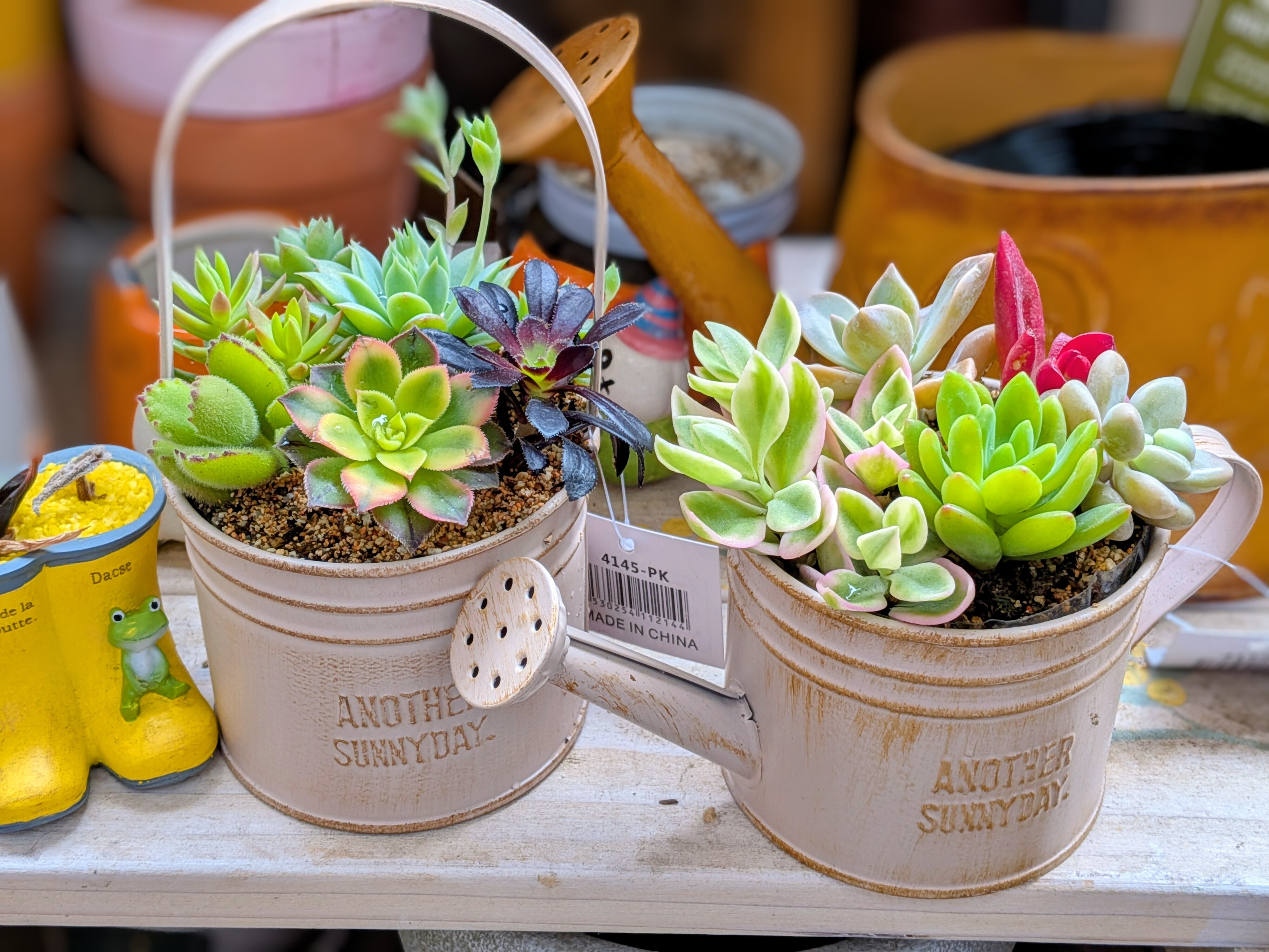多肉寄せ植えバイキング | CAINZ DIY Square