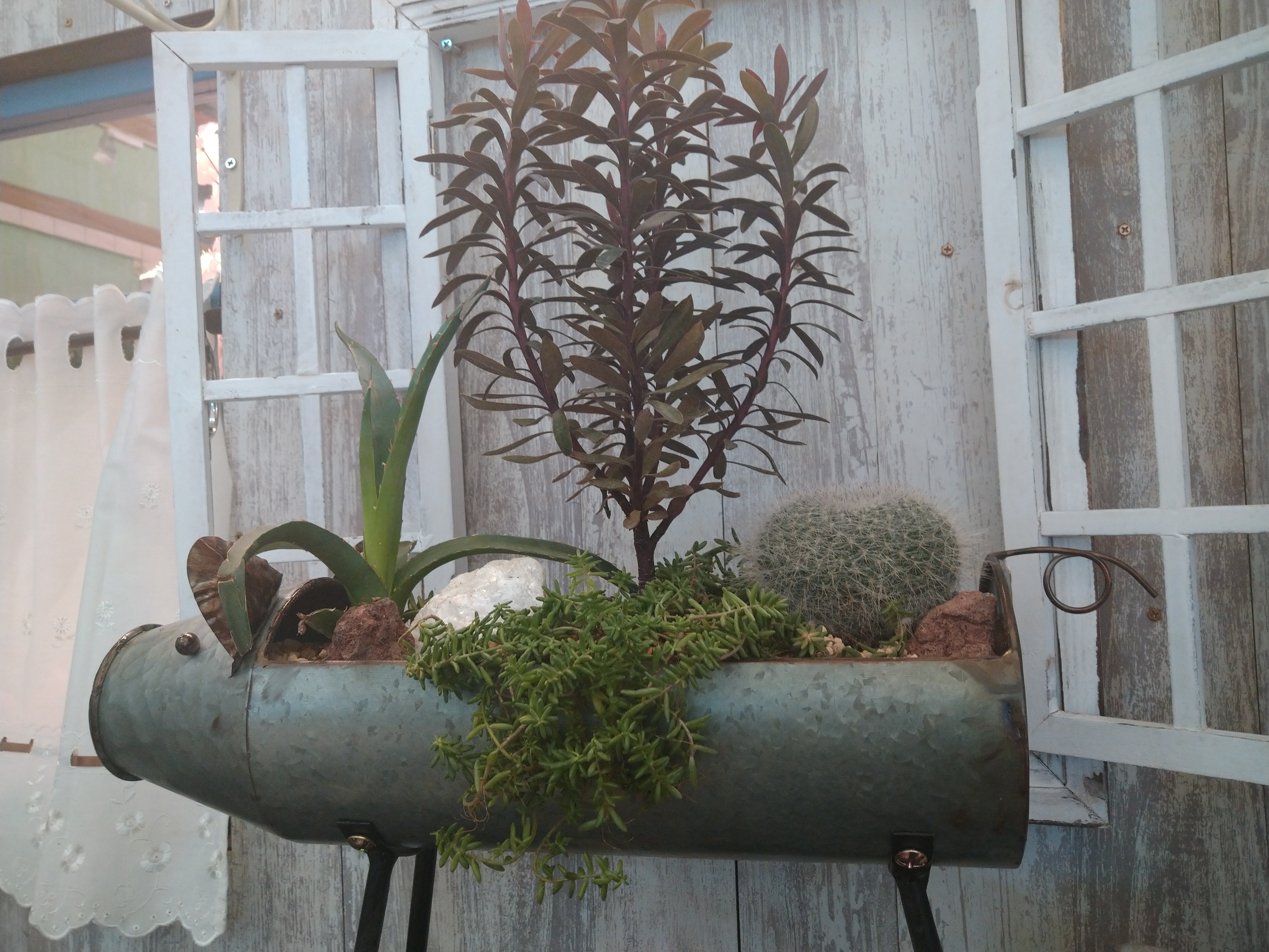 ドライガーデンを楽しもう🐷 | CAINZ DIY Square