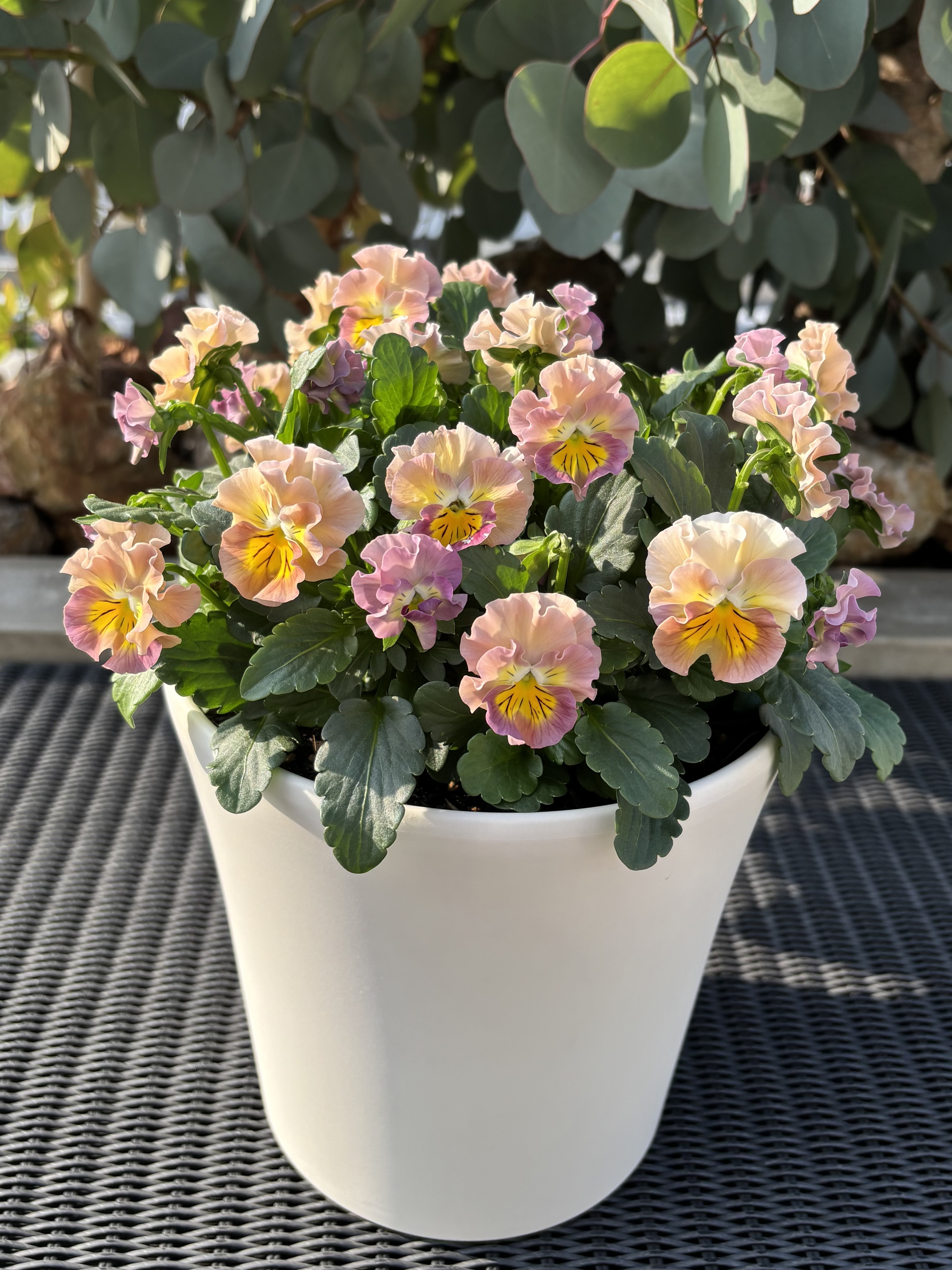 🌸本日のミルフル🌸 | SUNSUNガーデン