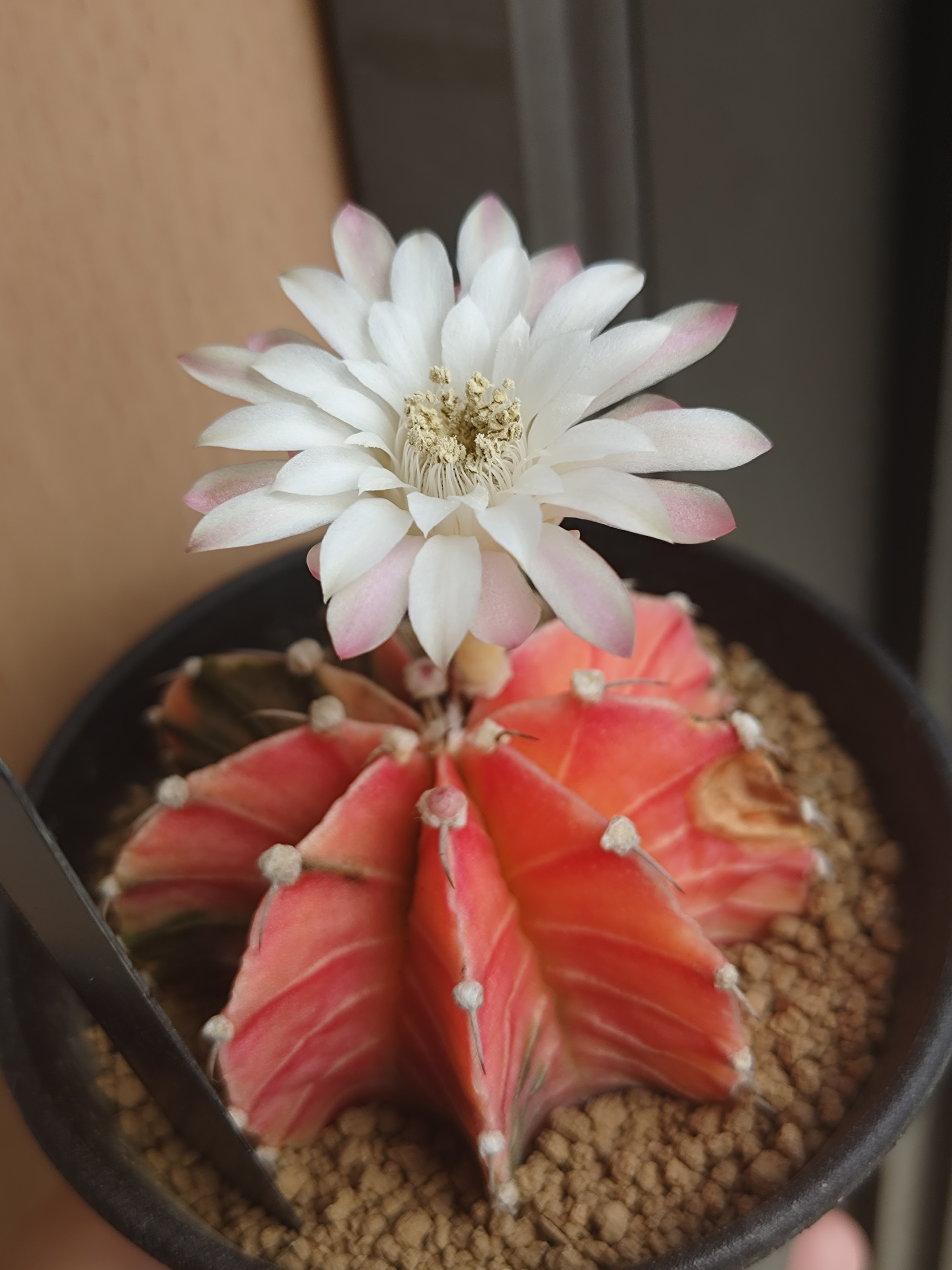 サボテンの🌸 | CAINZ DIY Square サボテンの🌸 | CAINZ DIY Square