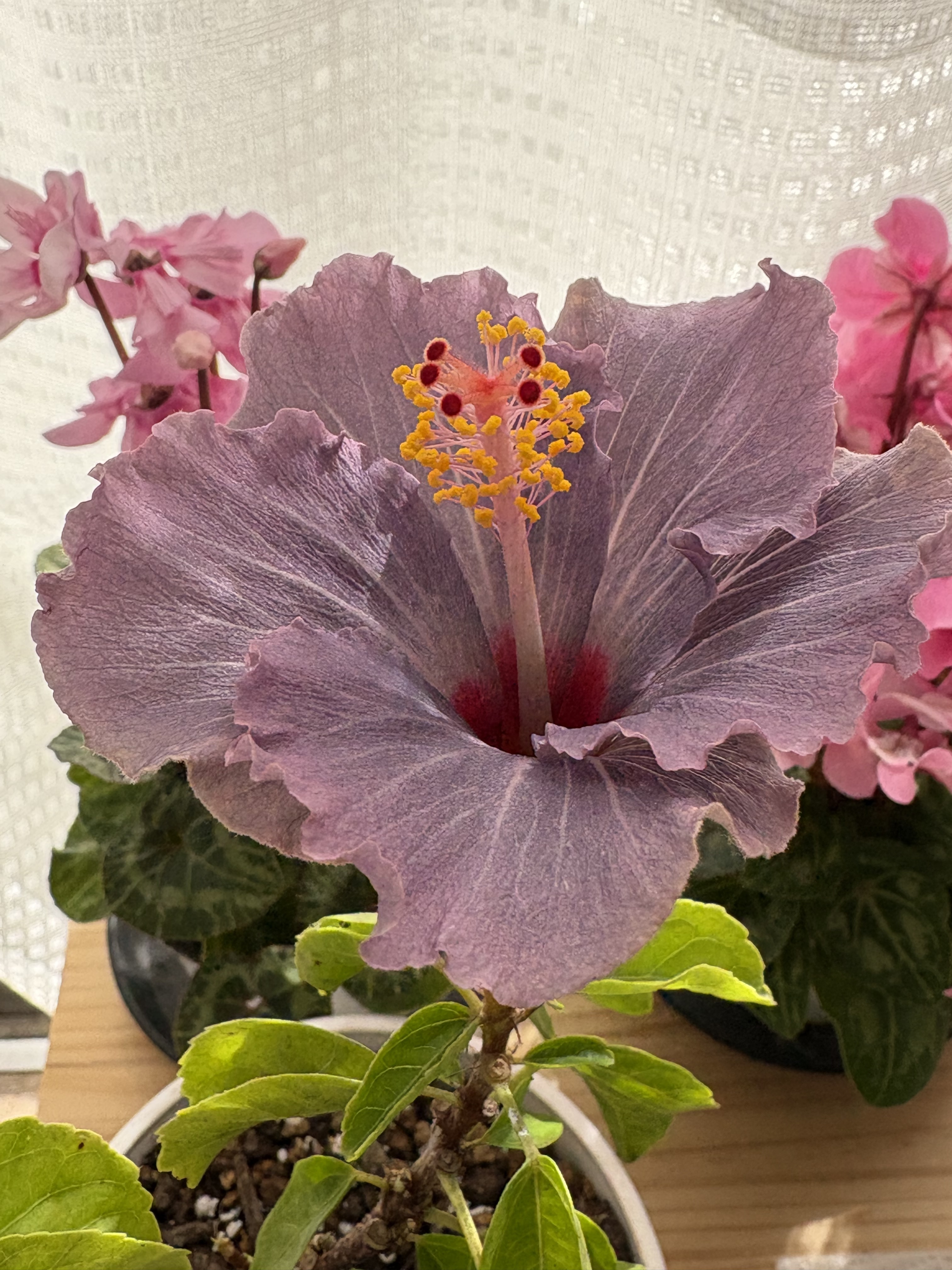 夏と冬の花の共演 | CAINZ DIY Square