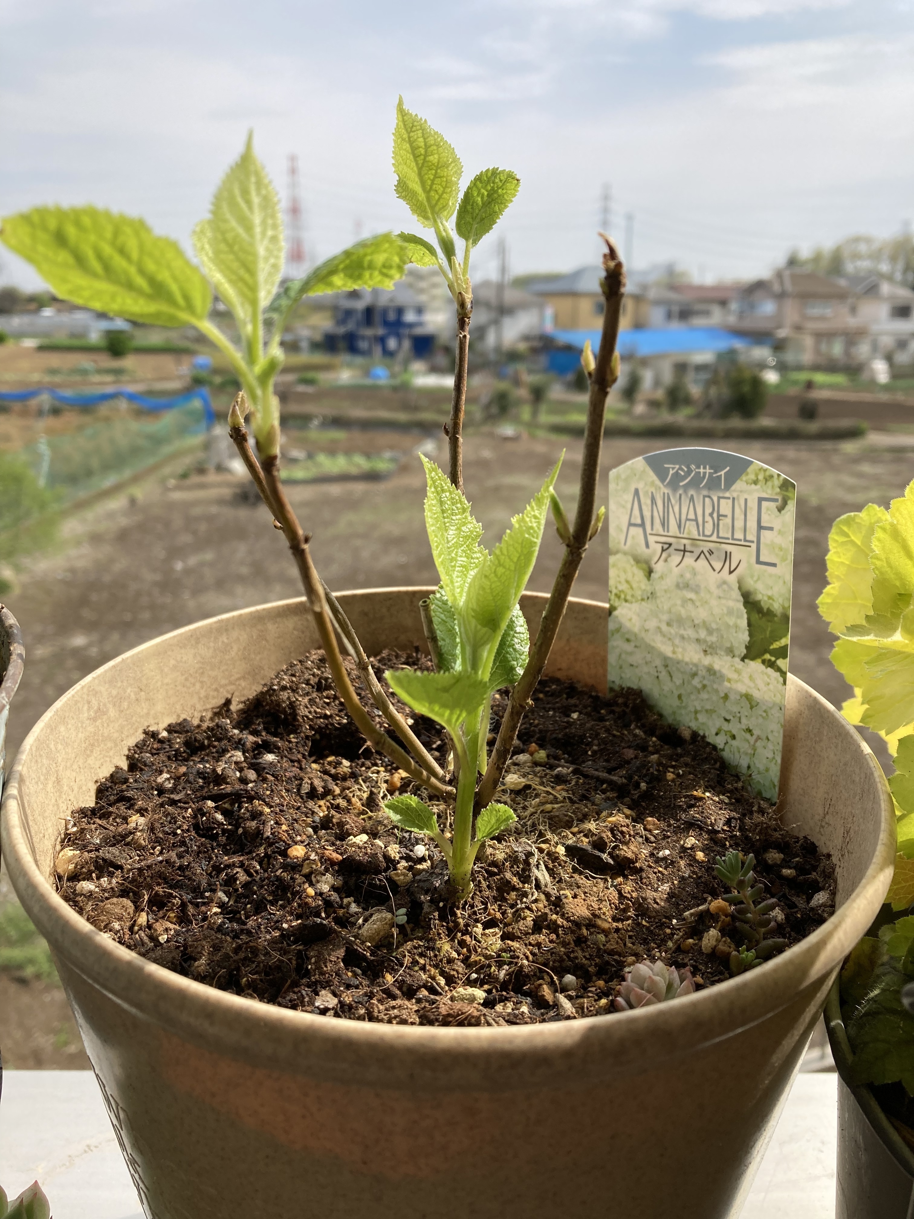 アナベル🌿.∘ | CAINZ DIY Square