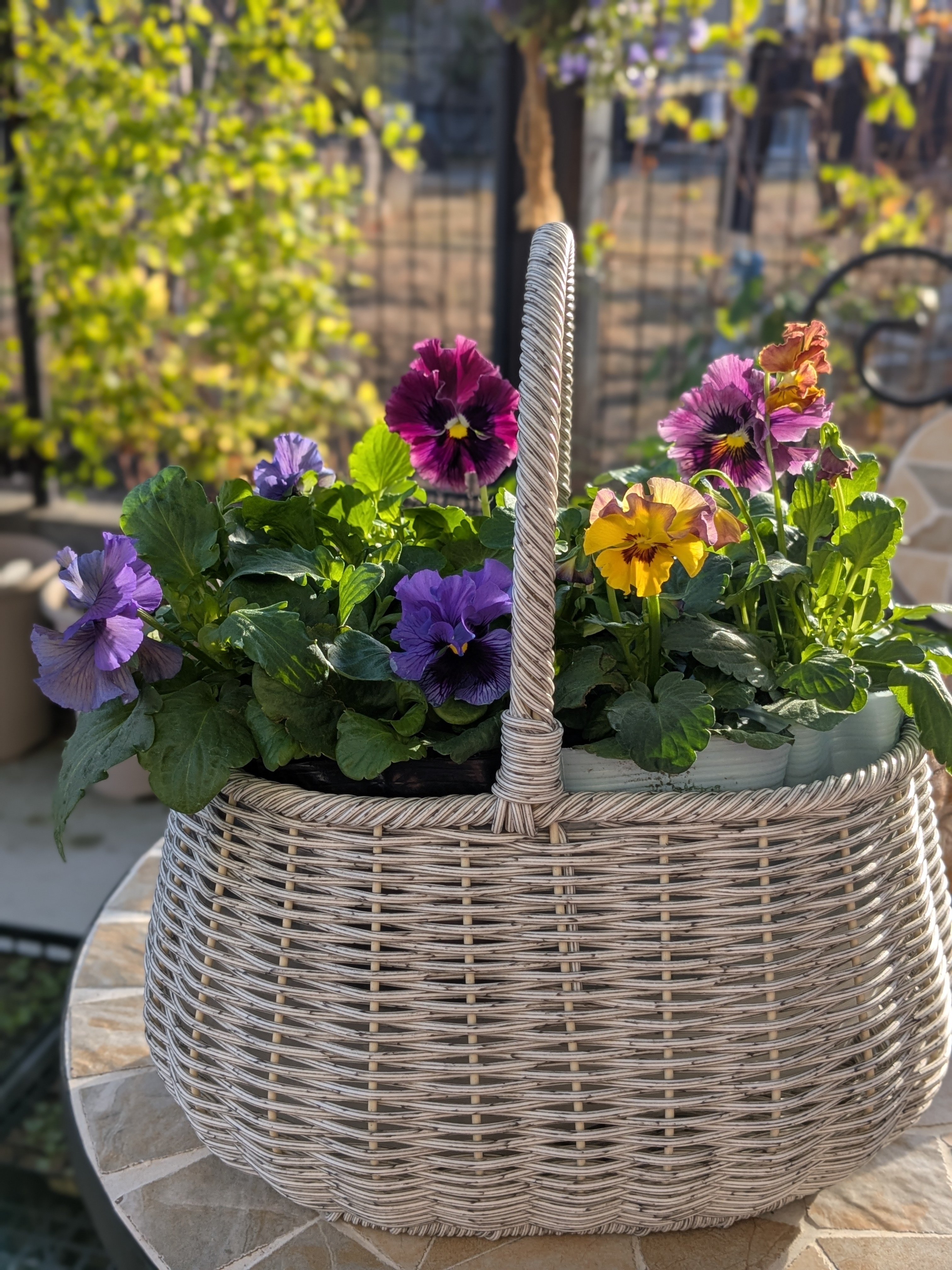 M*e様 ビオラ♡パンジー 最新品種【見元園芸】ビオラ「ASIAN BEAUTY」H19 花苗 花 苗