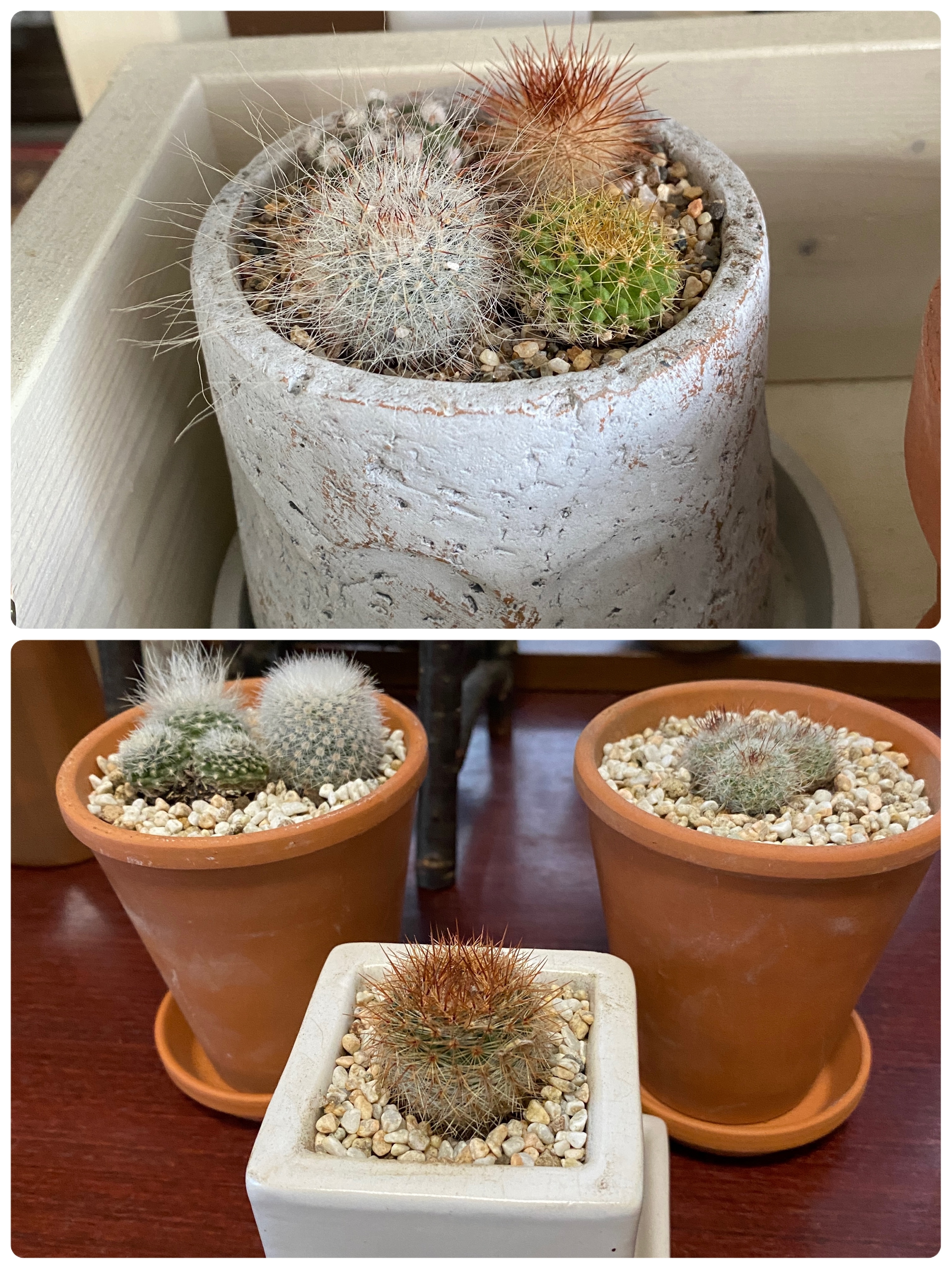 サボテンの植え替え | CAINZ DIY Square