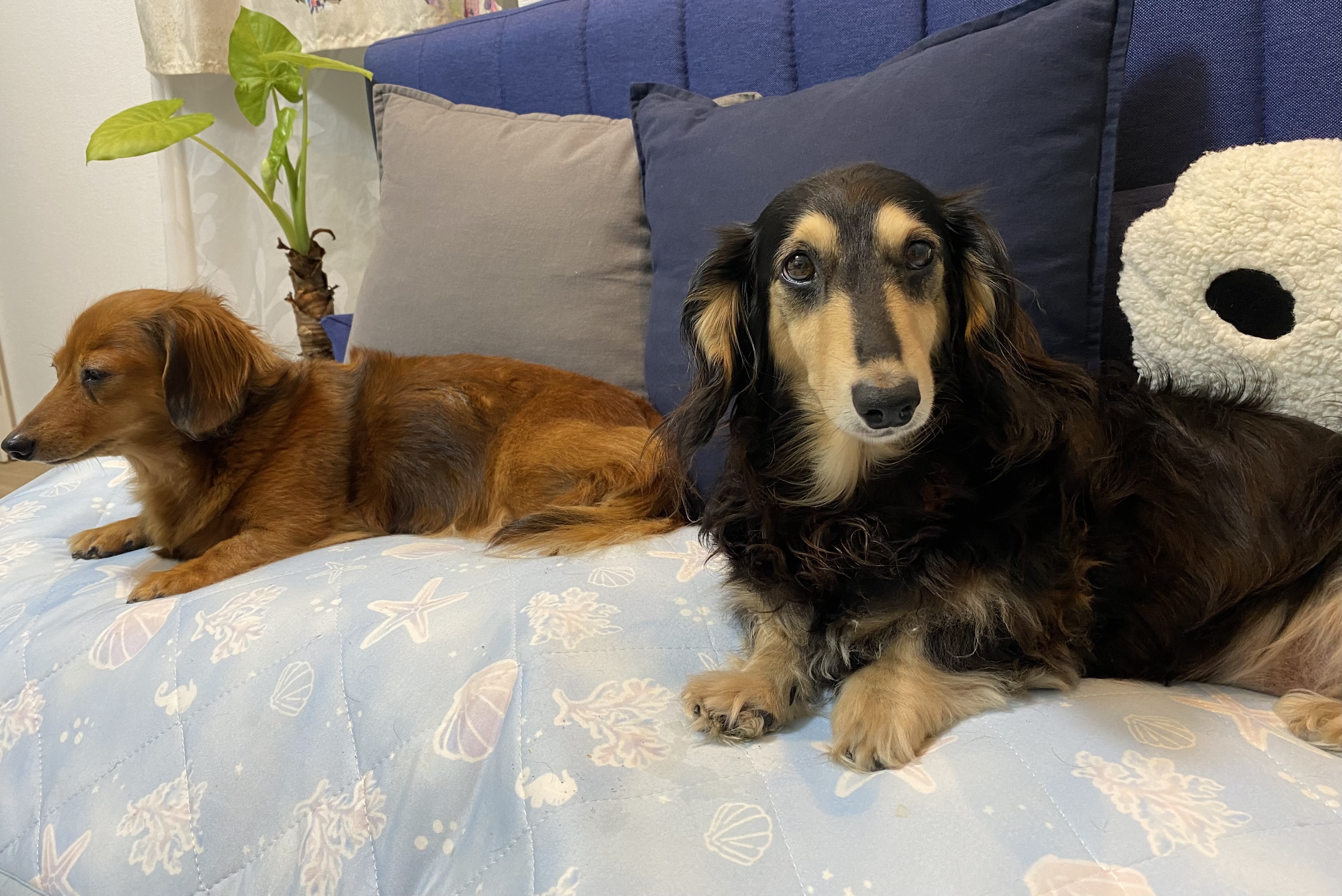 ハウスもいいけどソファーもね🐶 | ニトリチャンネル【公式】