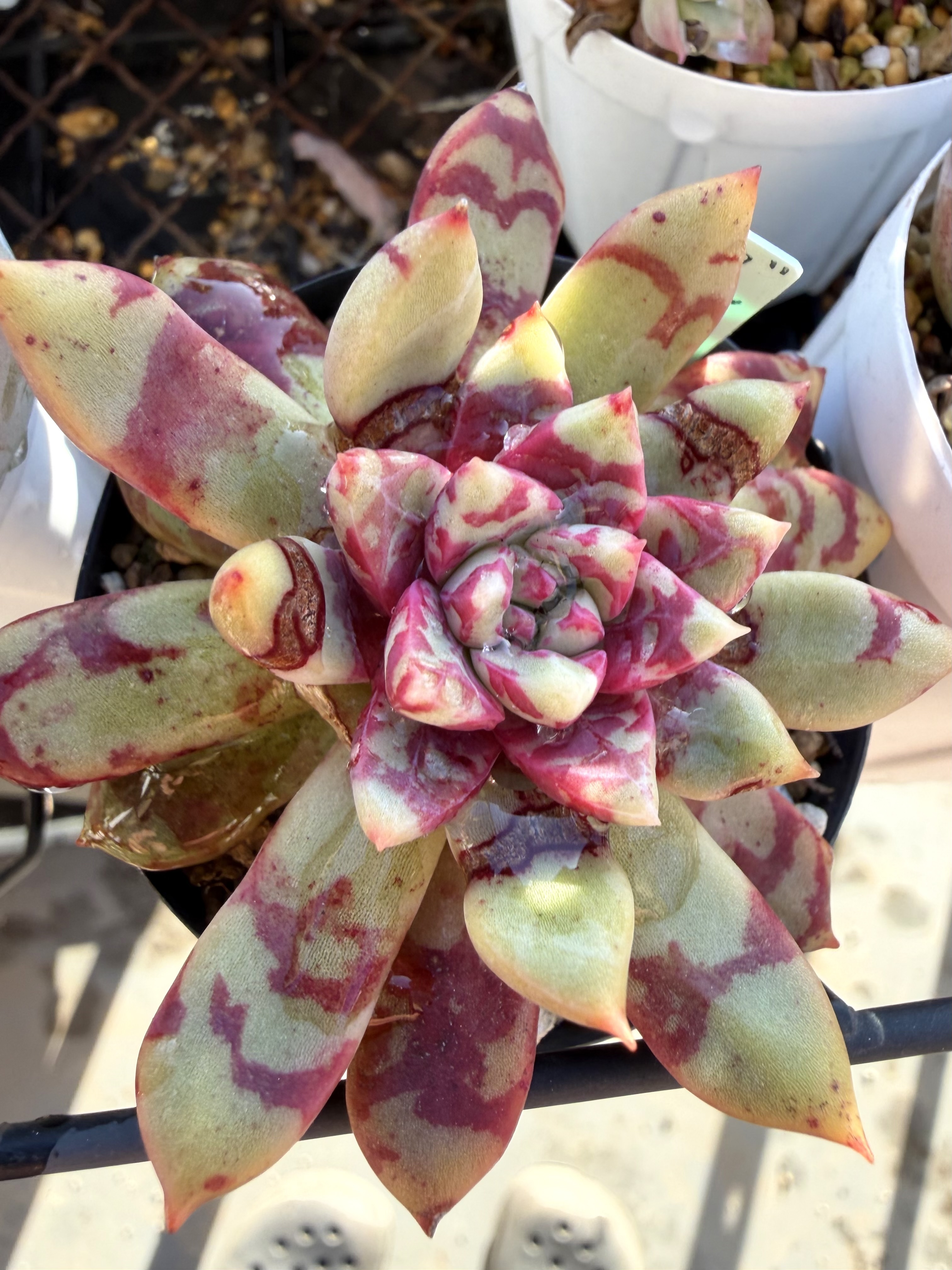 血しぶき多肉 | CAINZ DIY Square