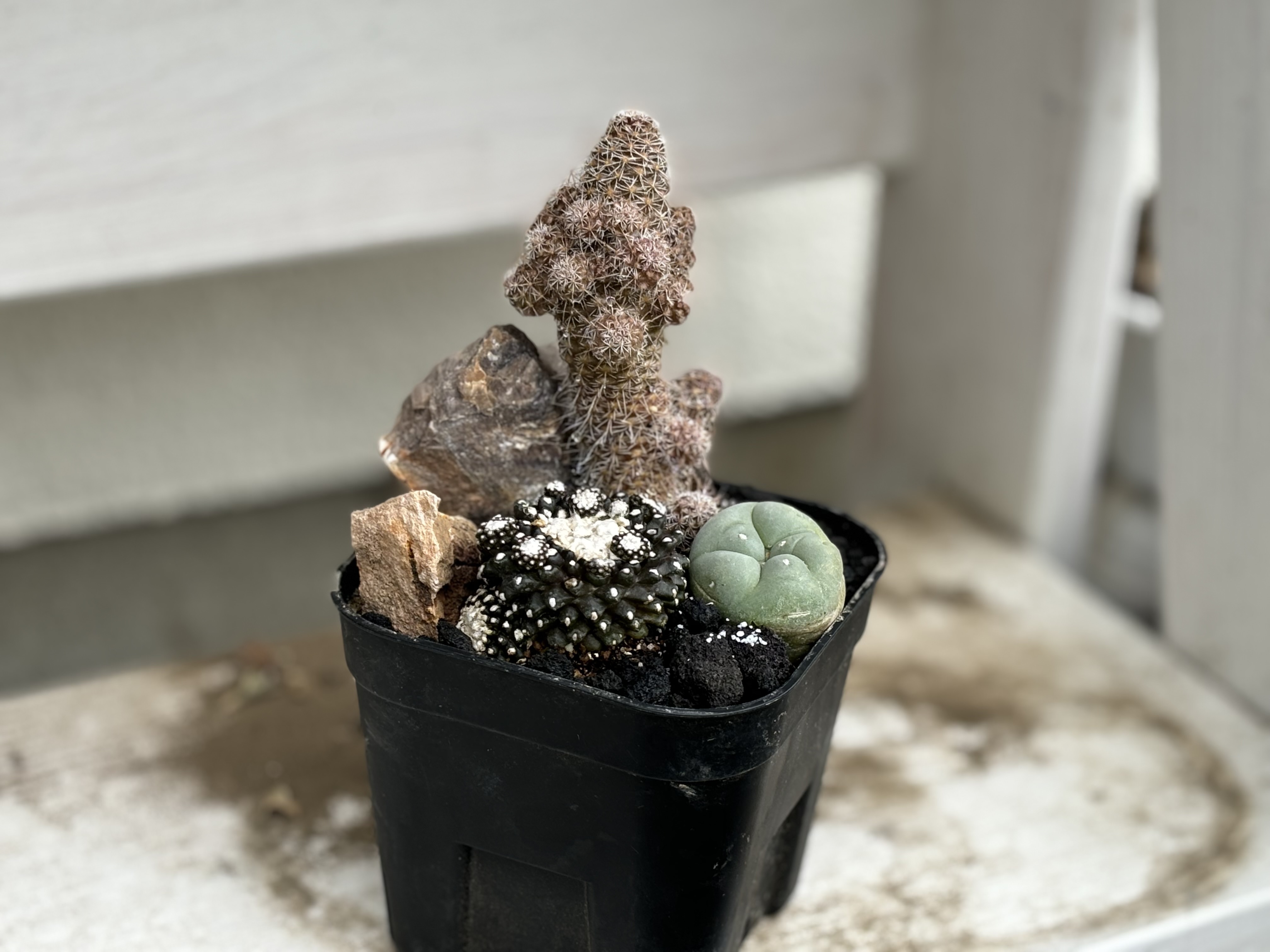 🌵サボテンのハビタットスタイル♪ | CAINZ DIY Square