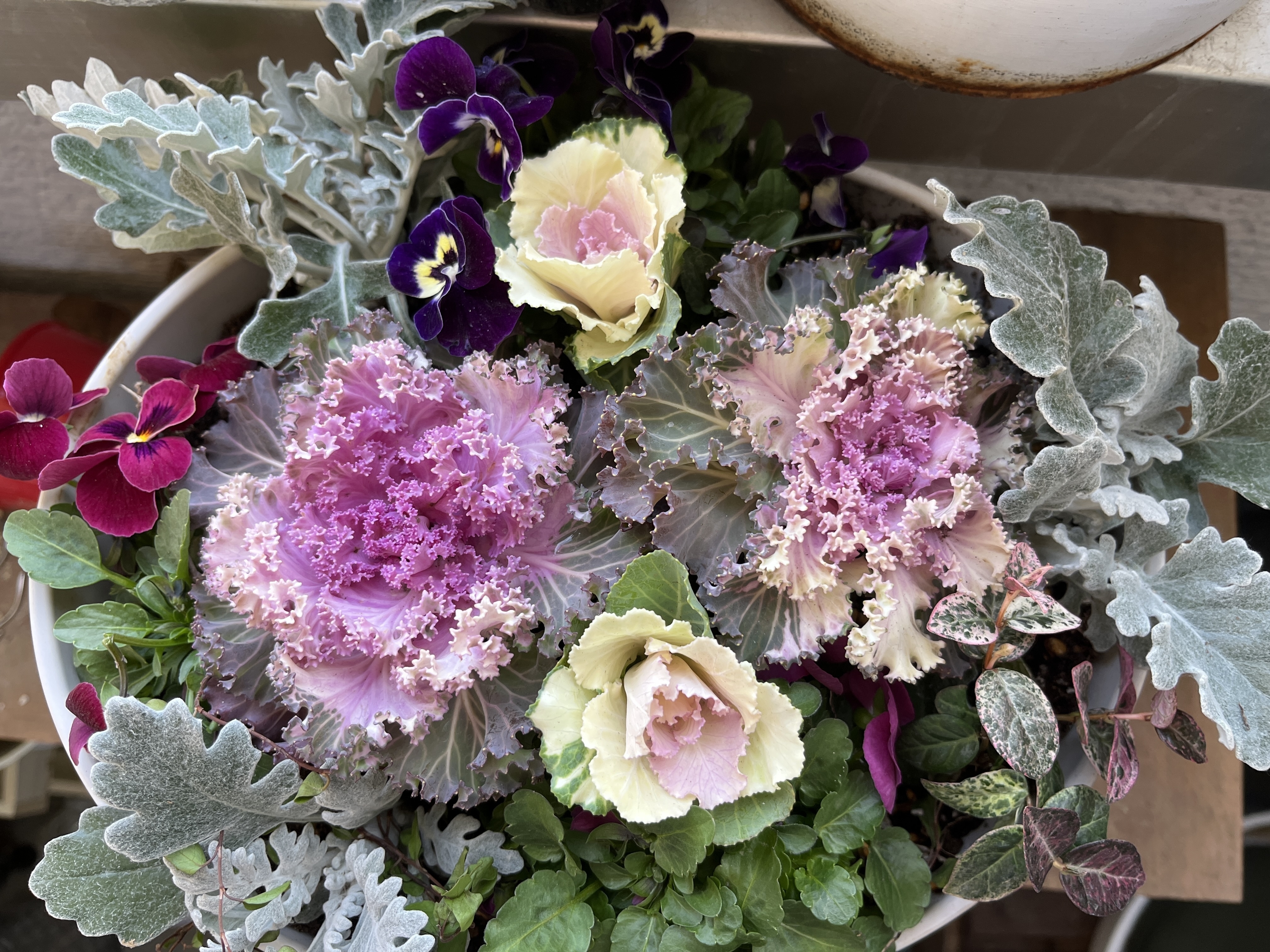 💐寄せ植え💐 | CAINZ DIY Square