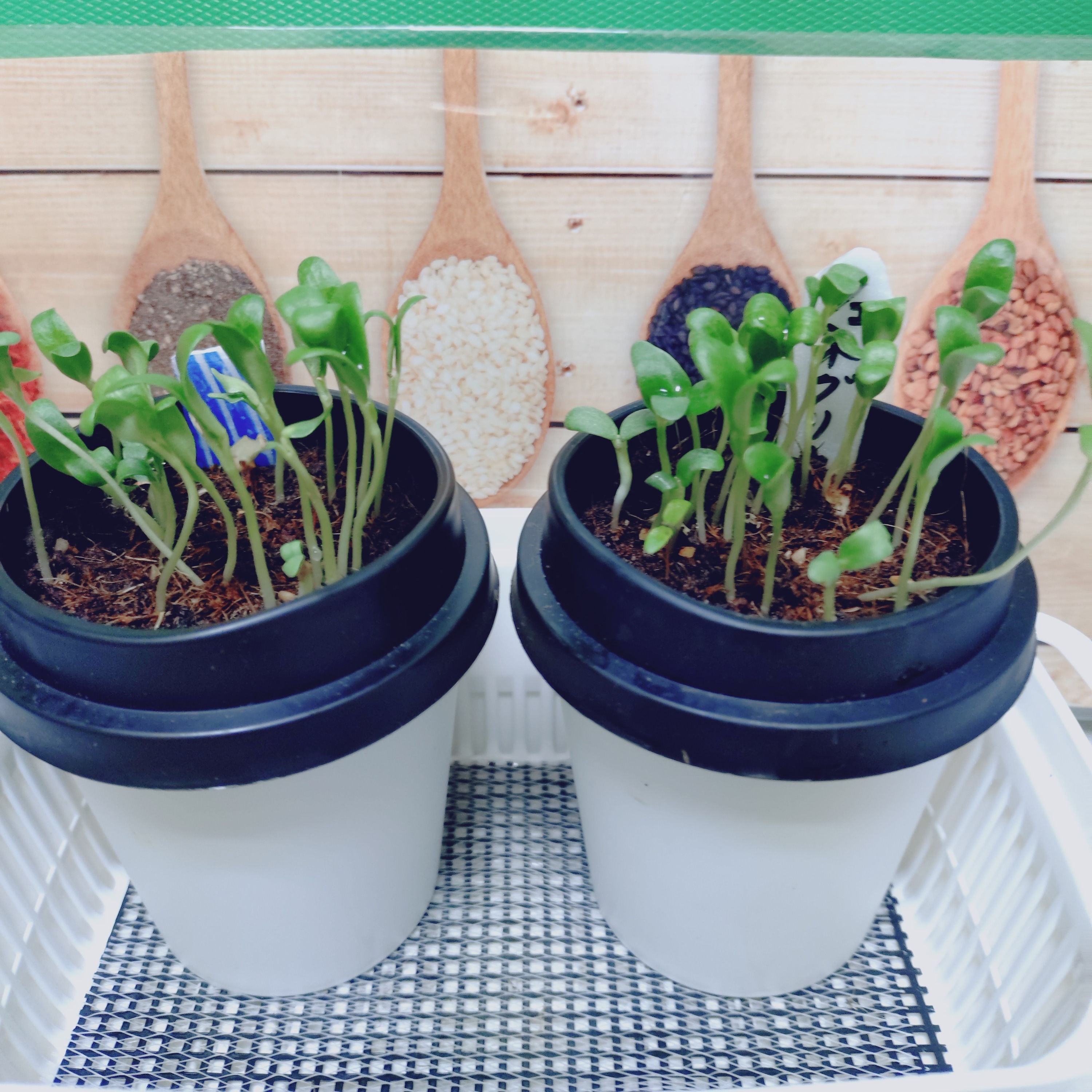💠スパイスからのフェネグリークの発芽その後 | SPICE&HERB COMMUNITY