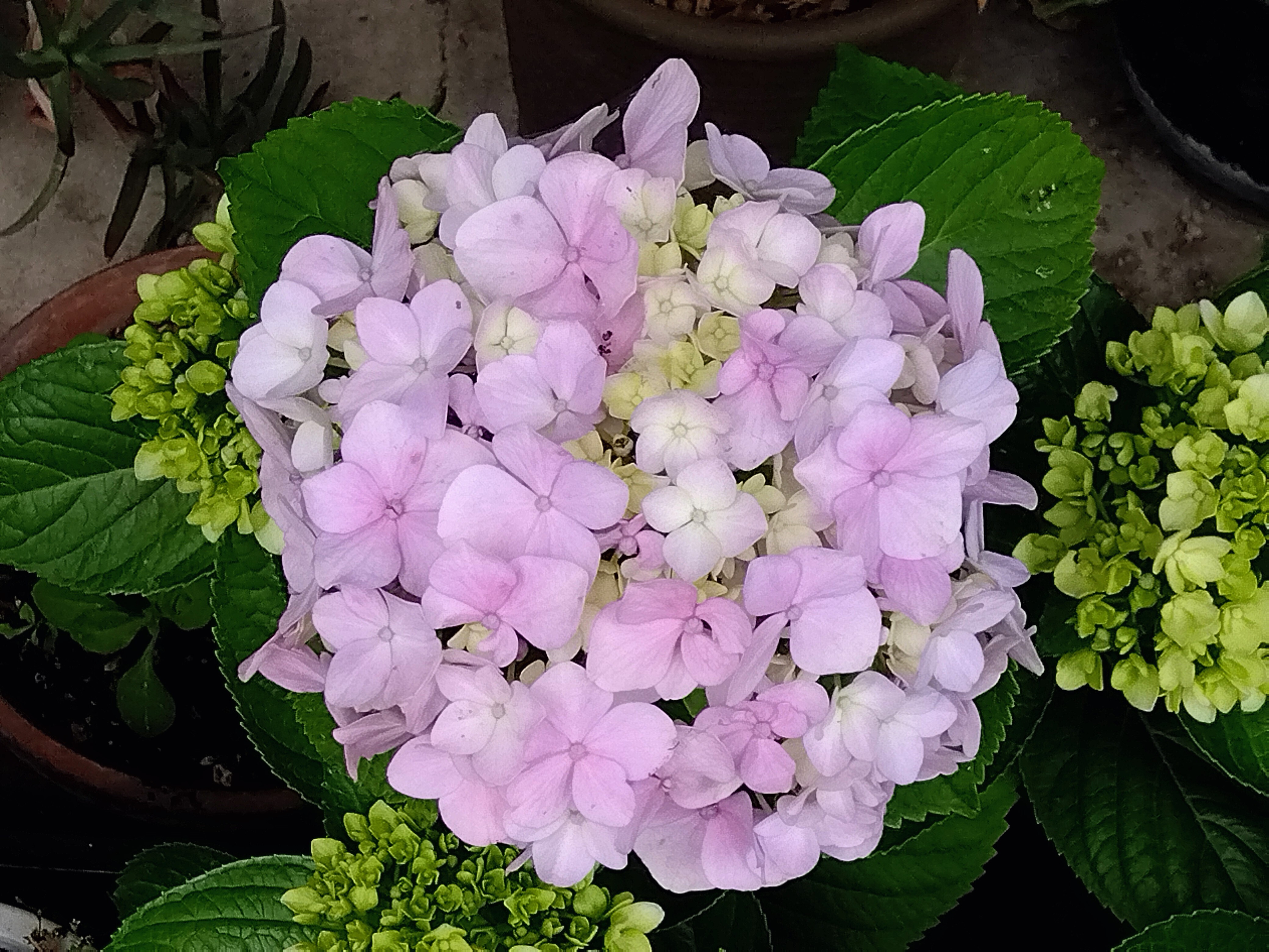 鉢植えの紫陽花が咲き始めました | CAINZ DIY Square