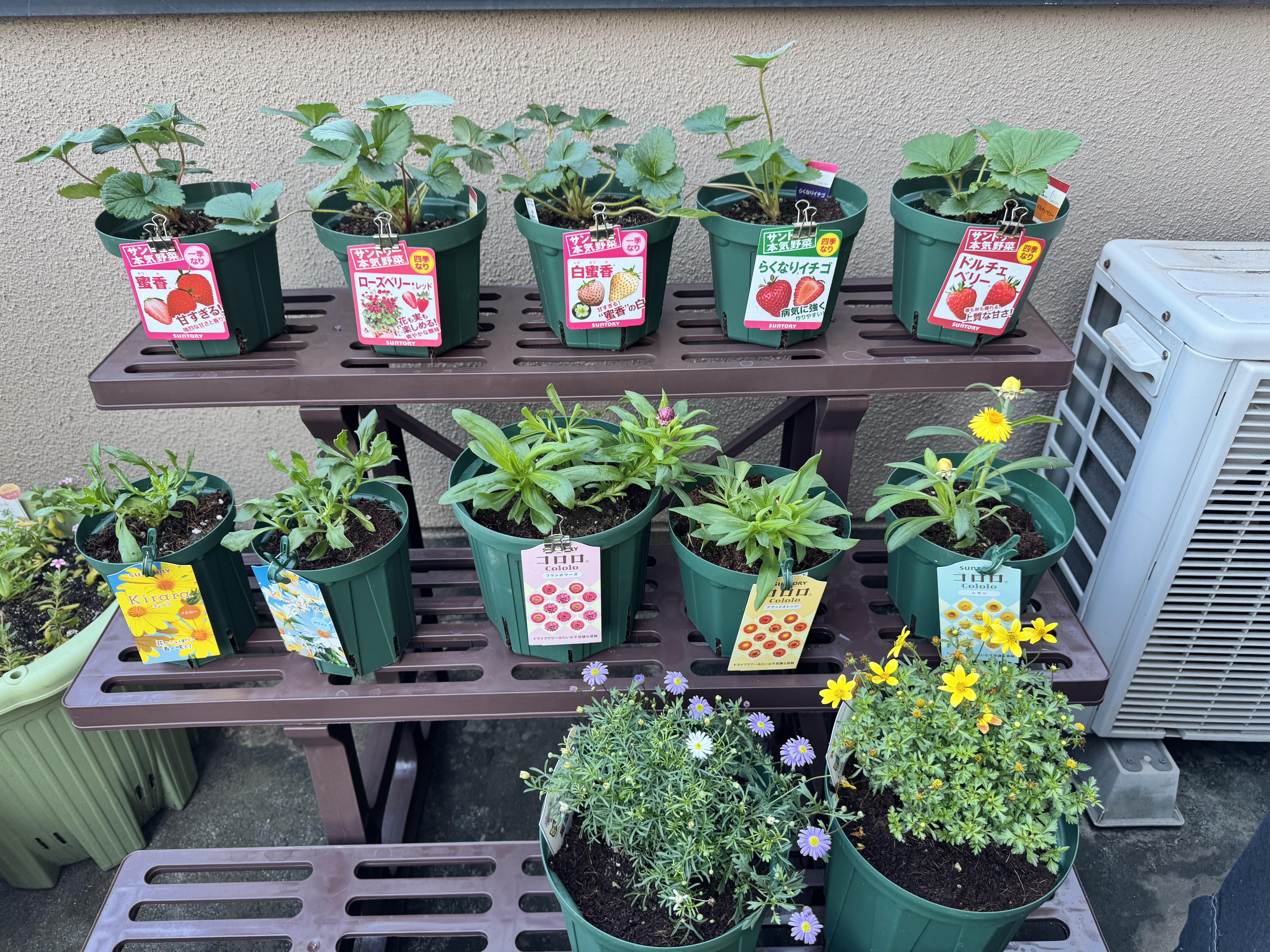 コロロ、キララ、セネッティの挿し芽チャレンジ | SUNSUNガーデン
