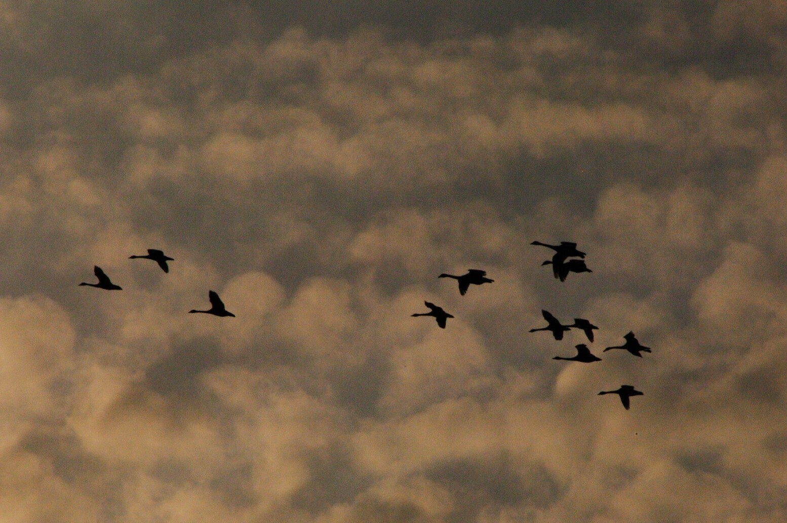 白鳥 | TORQUE STYLE