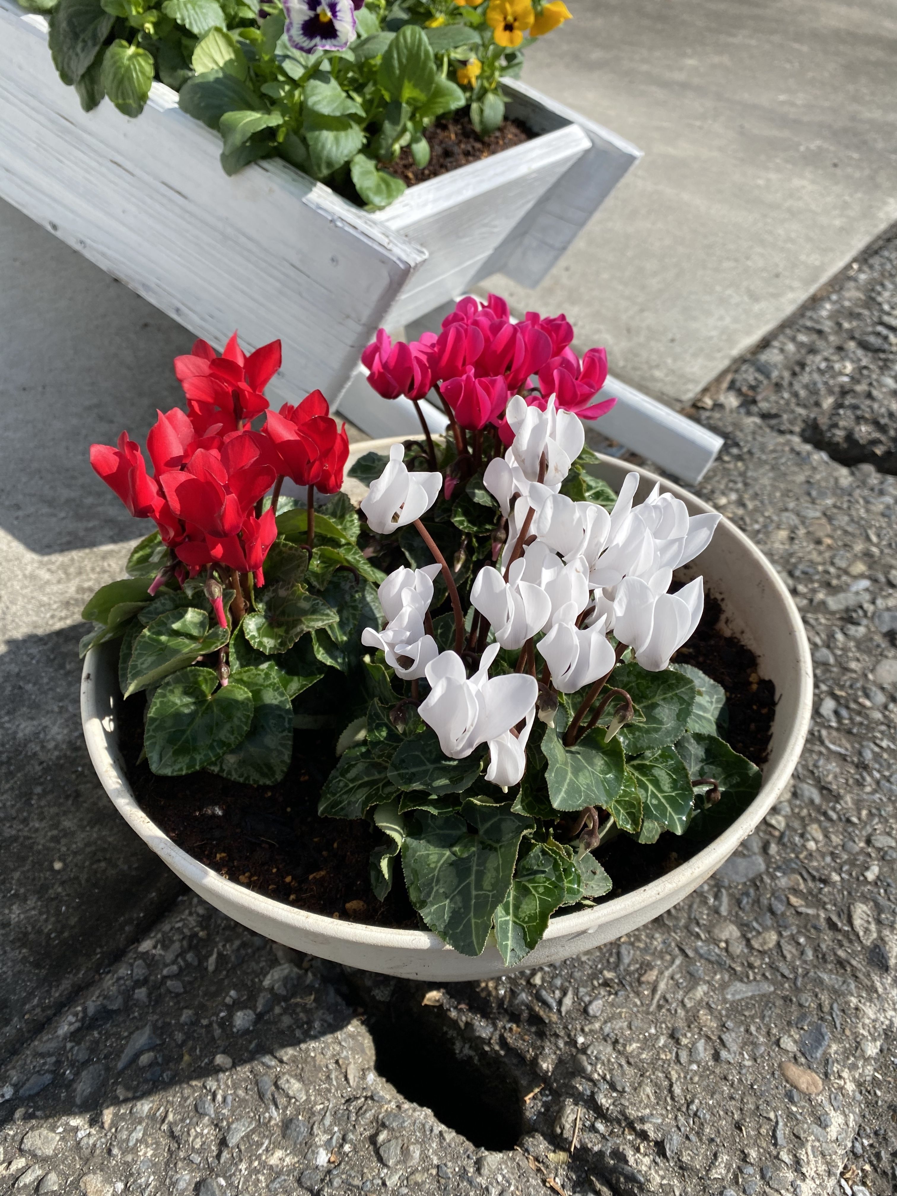 寄せ植え ガーデンシクラメン | CAINZ DIY Square