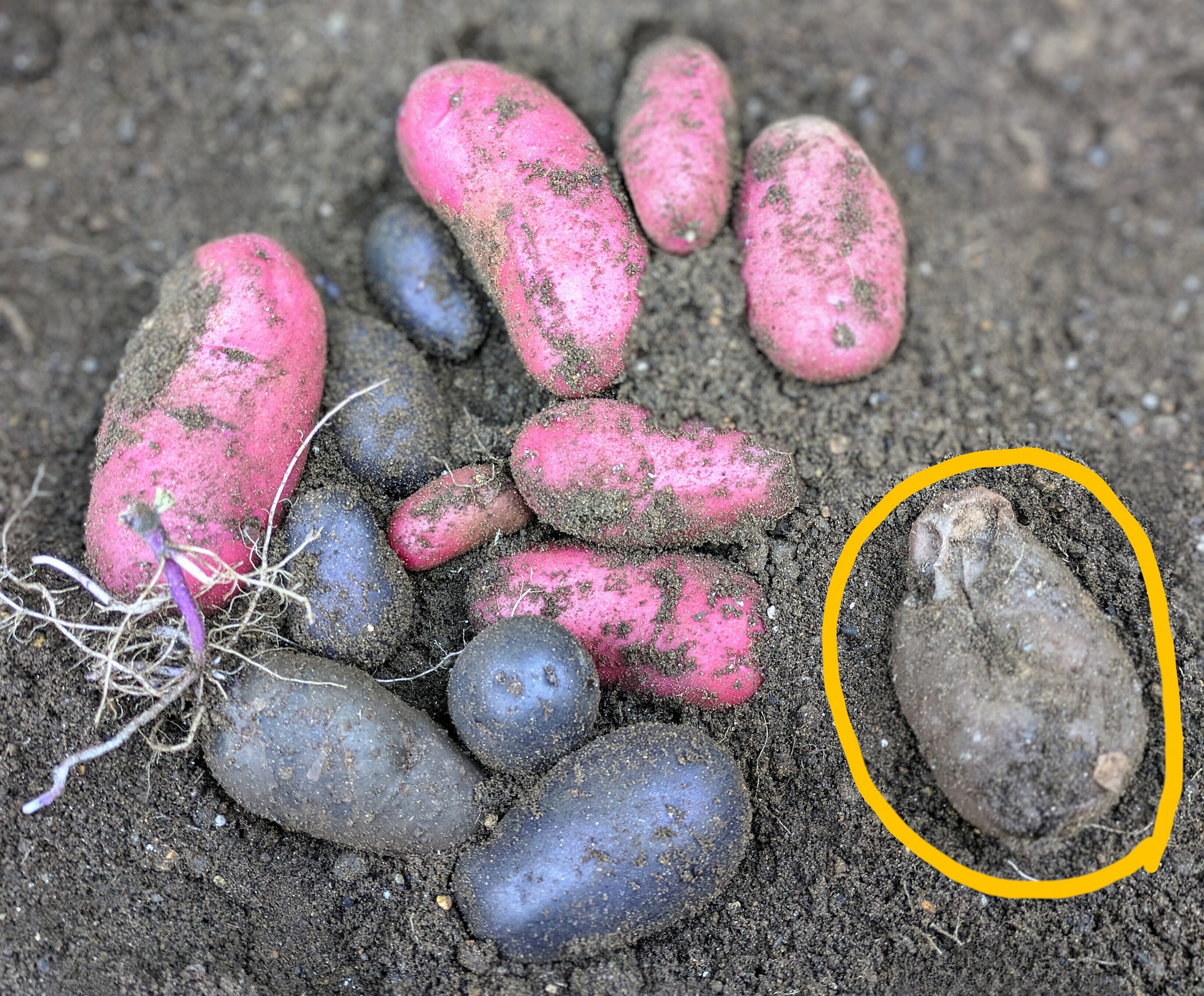 幻の じゃがいも ジャガイモ 07 幻の じゃがいも ジャガイモ 07