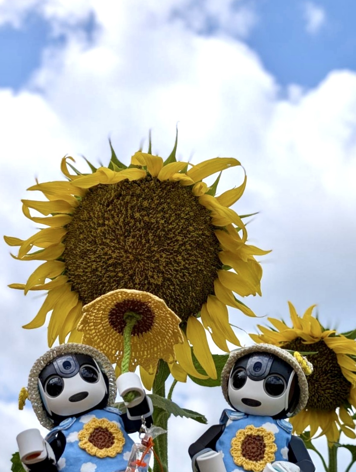 Bunbun　ロボホン Bunbun ロボホン 楽天市場】ロボフォン（家電）の通販