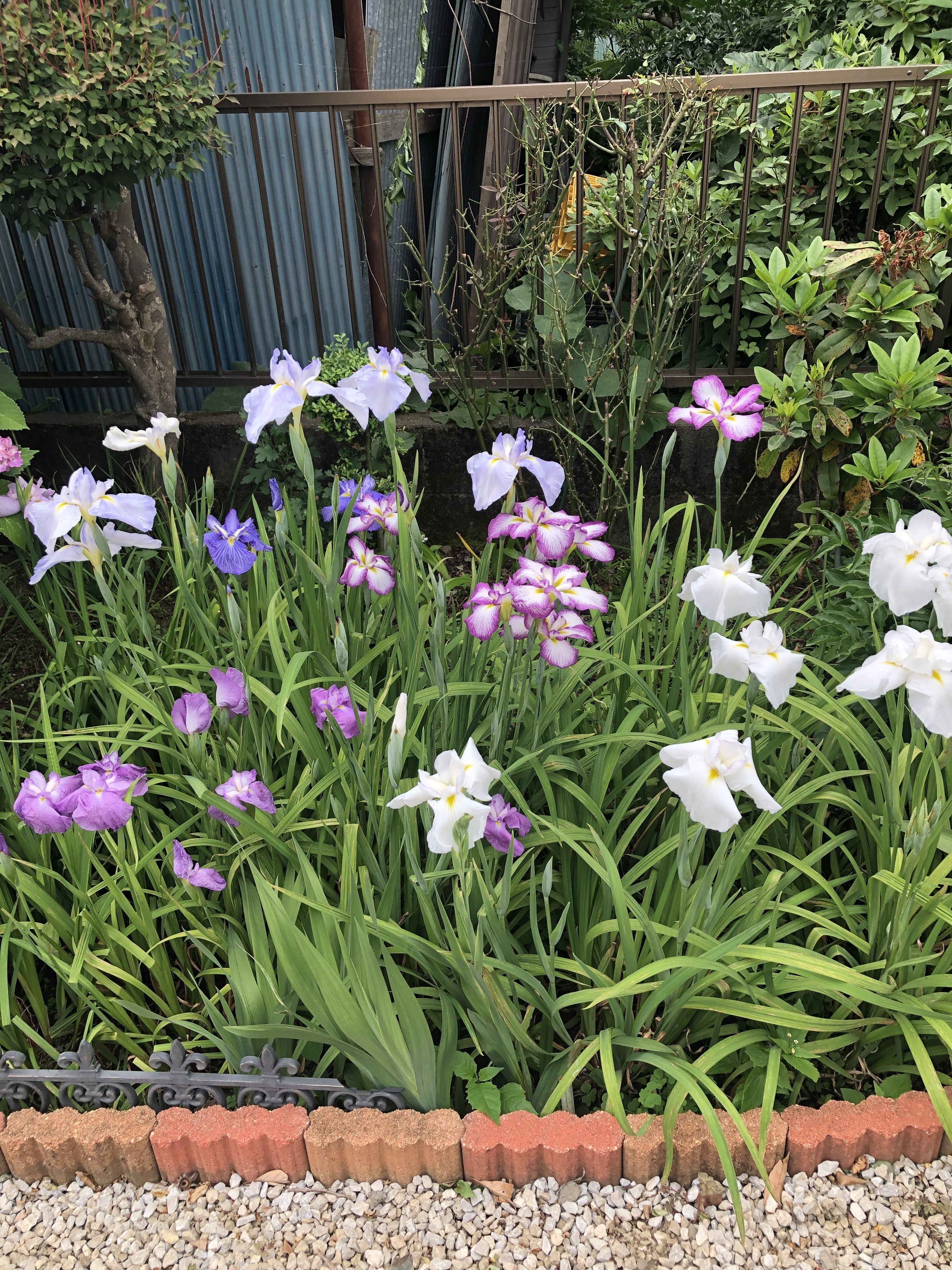 花菖蒲満開 | CAINZ DIY Square