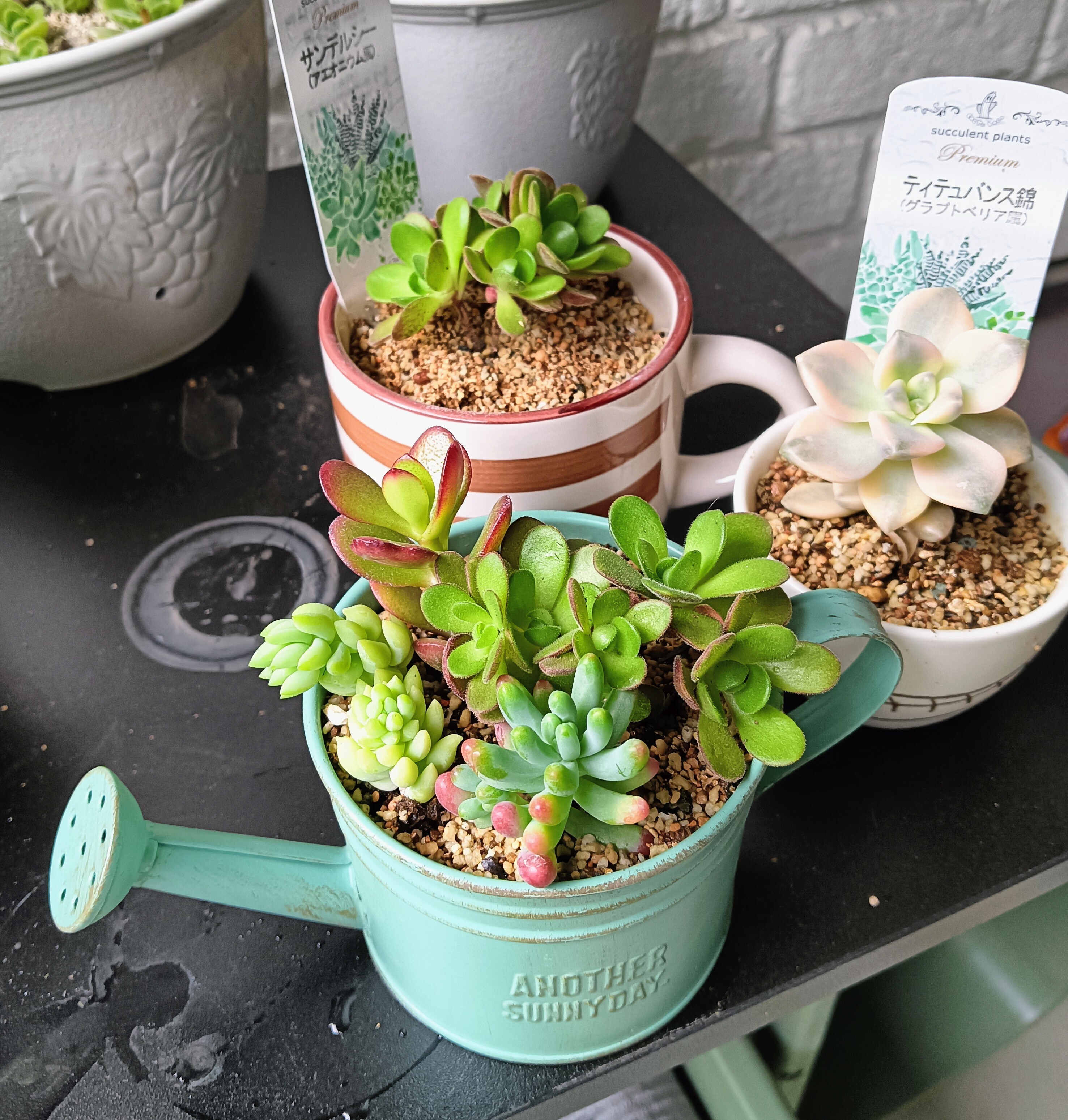 寄せ植えバイキングに参加してきました。 | CAINZ DIY Square