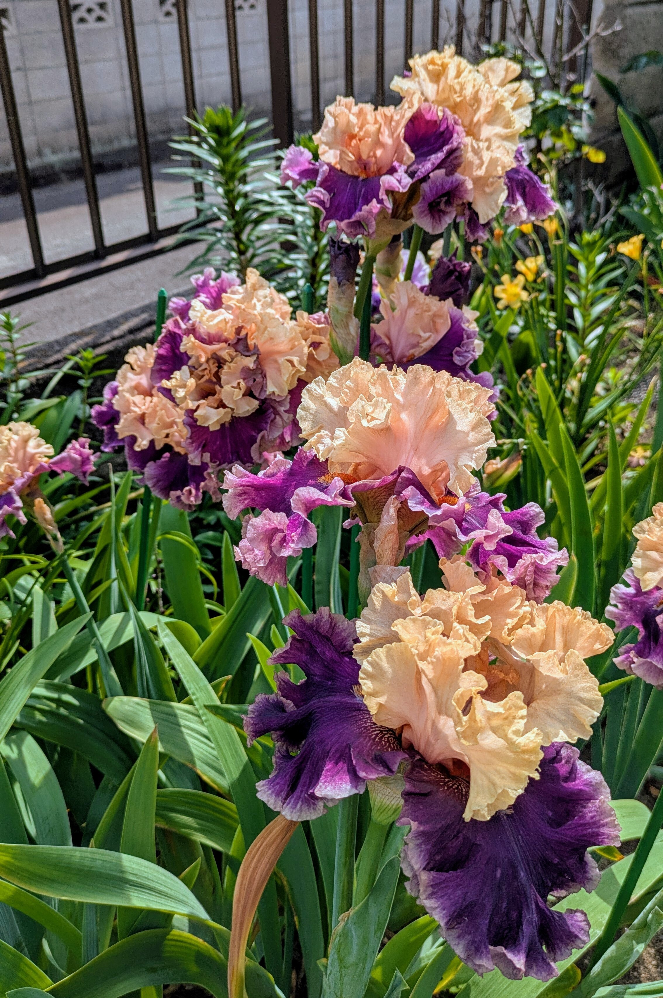 まりこジャーマンアイリス ジャーマンアイリス：クロードケパーズ3.5号ポット の通販