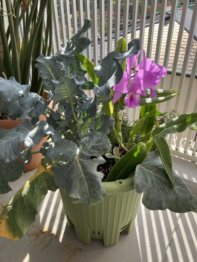 無理やり寄せ植えシリーズ🌸カトレア原種 C. | 健康道場クラブ