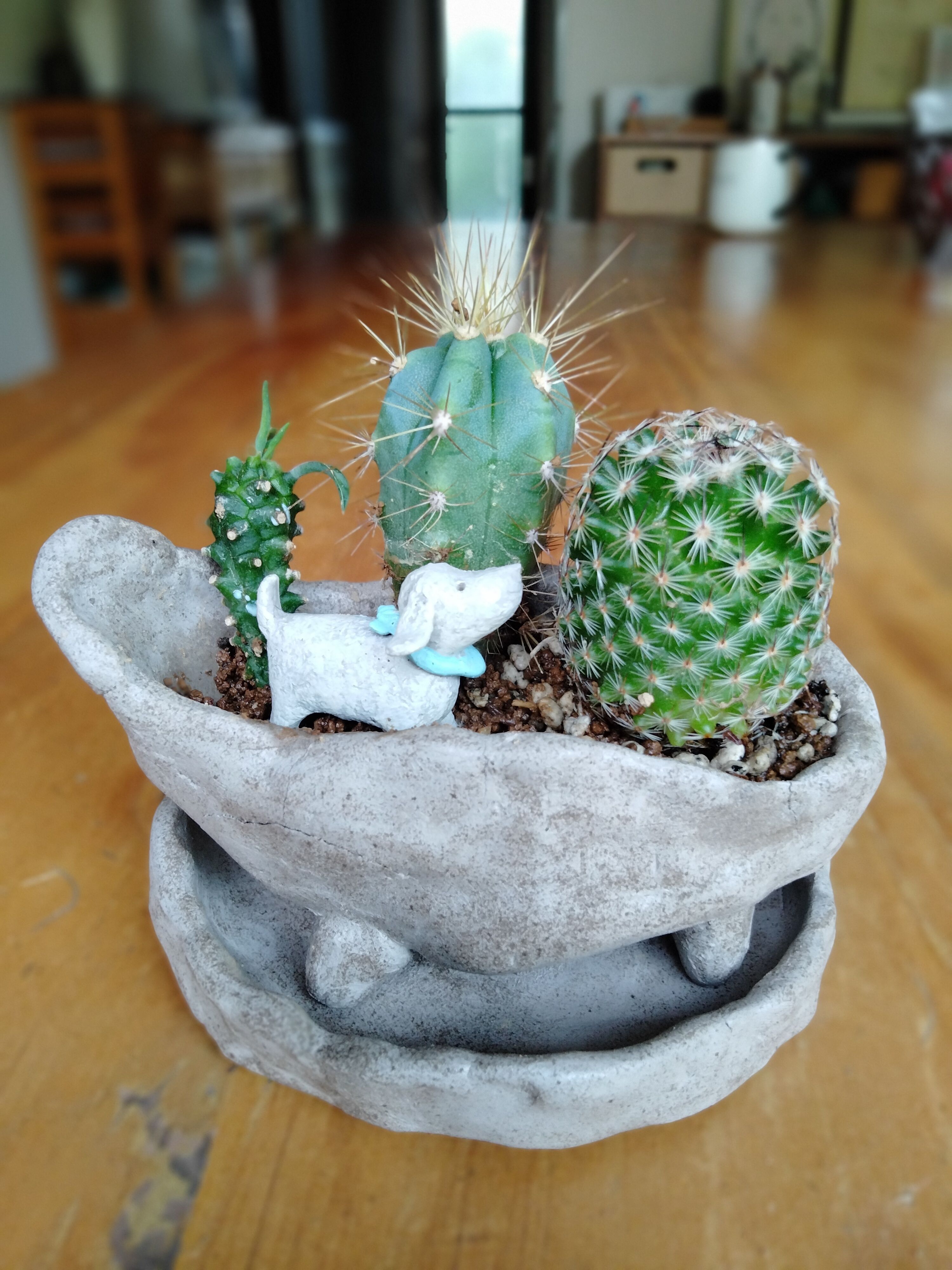 100均オーブン粘土で鉢作り in サボテン | CAINZ DIY Square