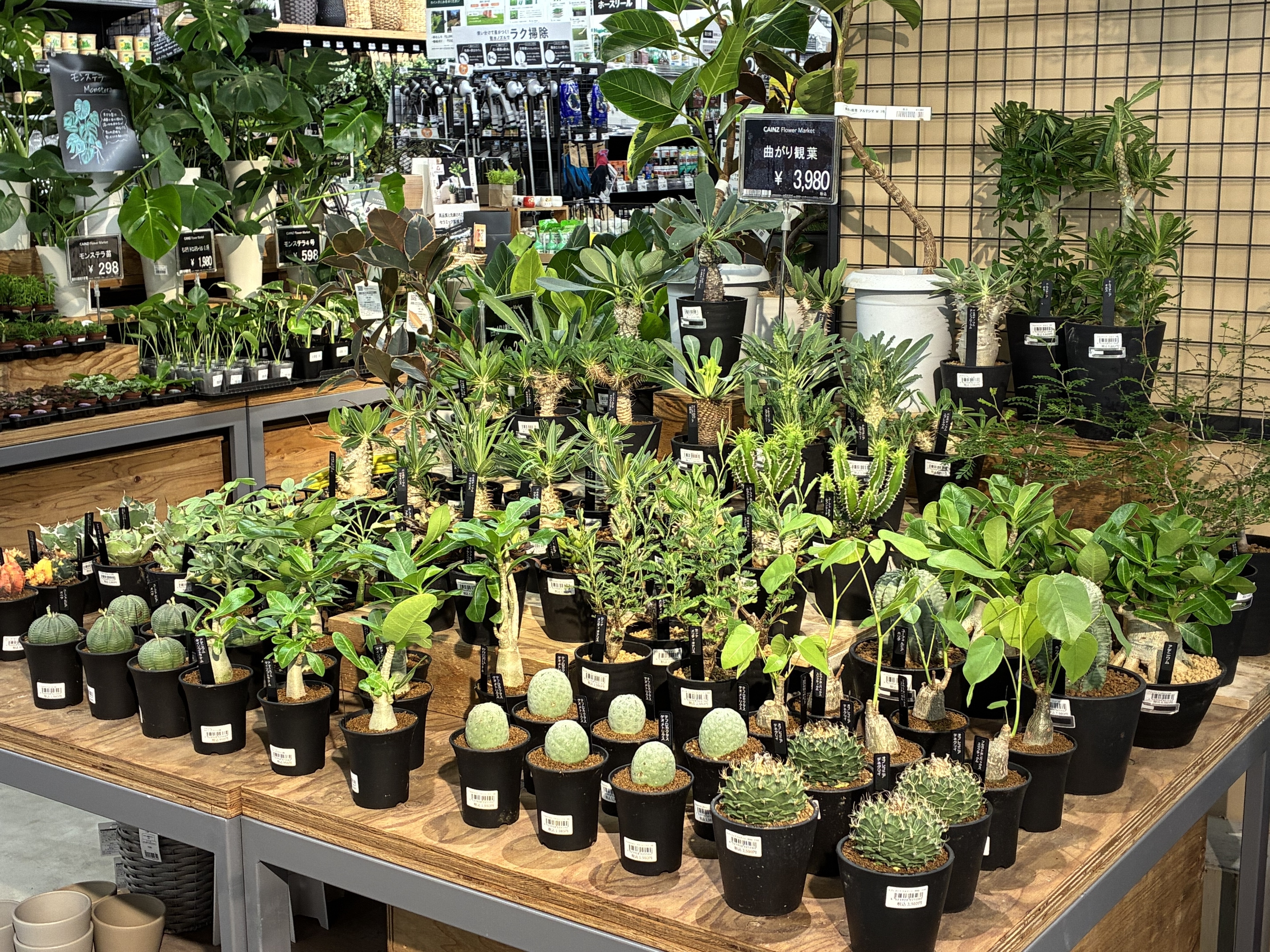 塊根植物　4点セット 9/11入荷】グリーン売場に塊根植物が登場 | CAINZ DIY Square
