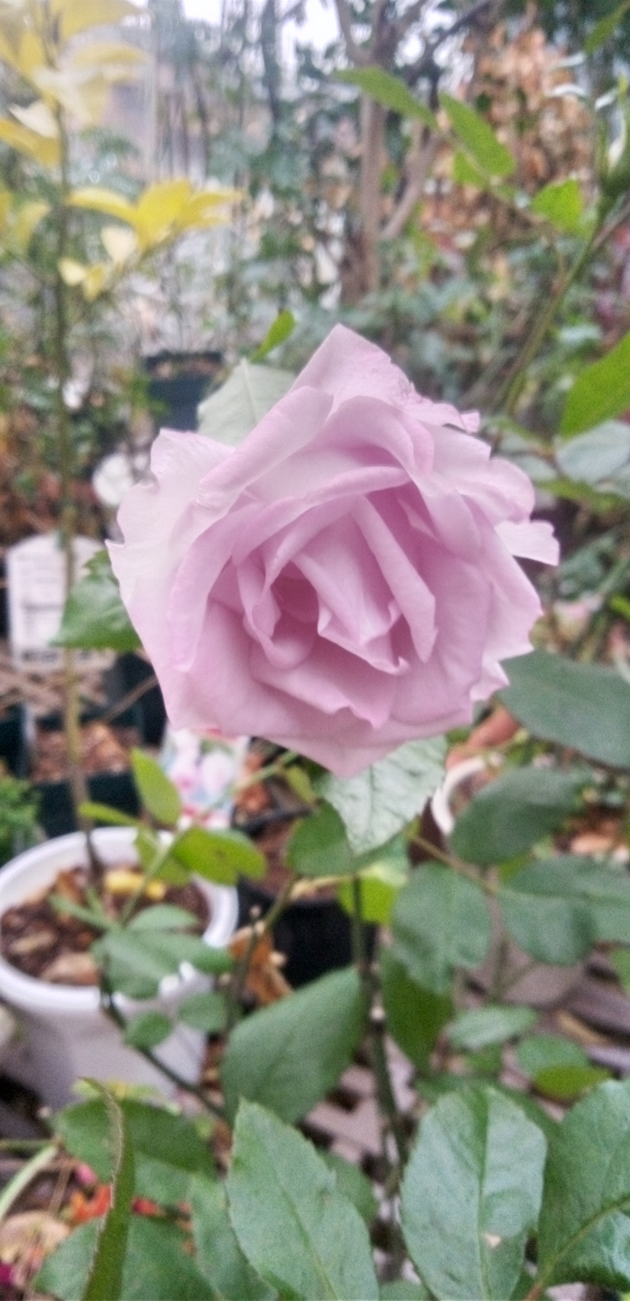 薔薇の『サマルカンド』 | CAINZ DIY Square
