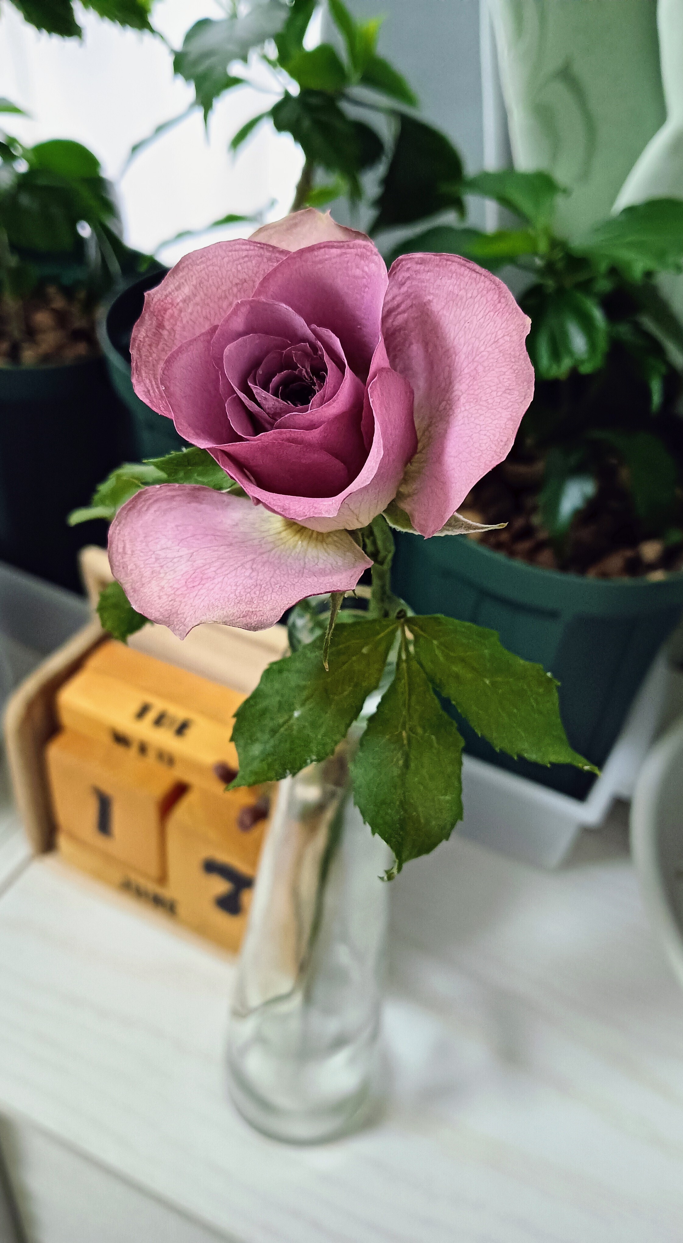 バラ🌹のドライフラワー作りました。 | CAINZ DIY Square