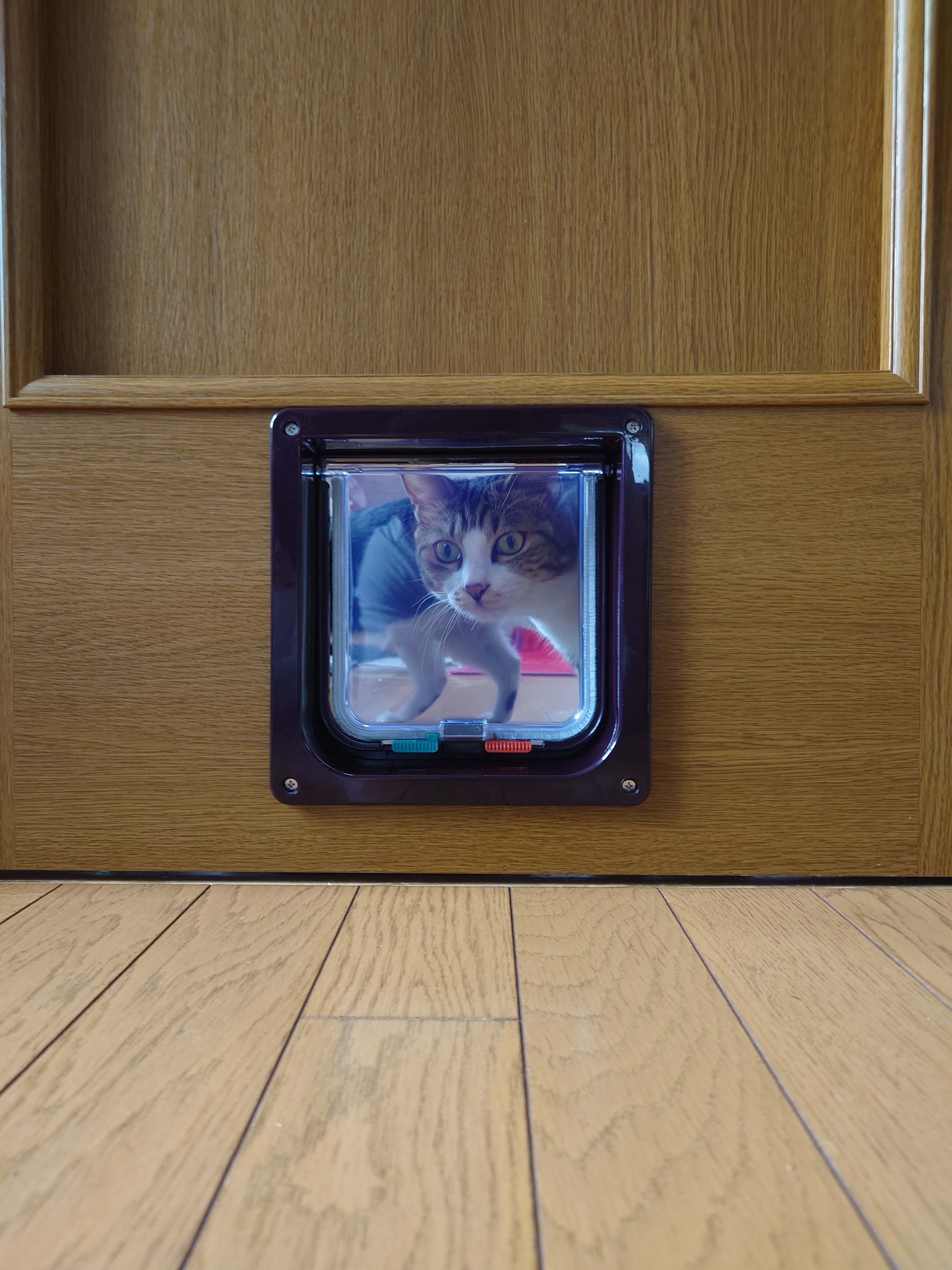 〜 🚪キャットドア新設 〜