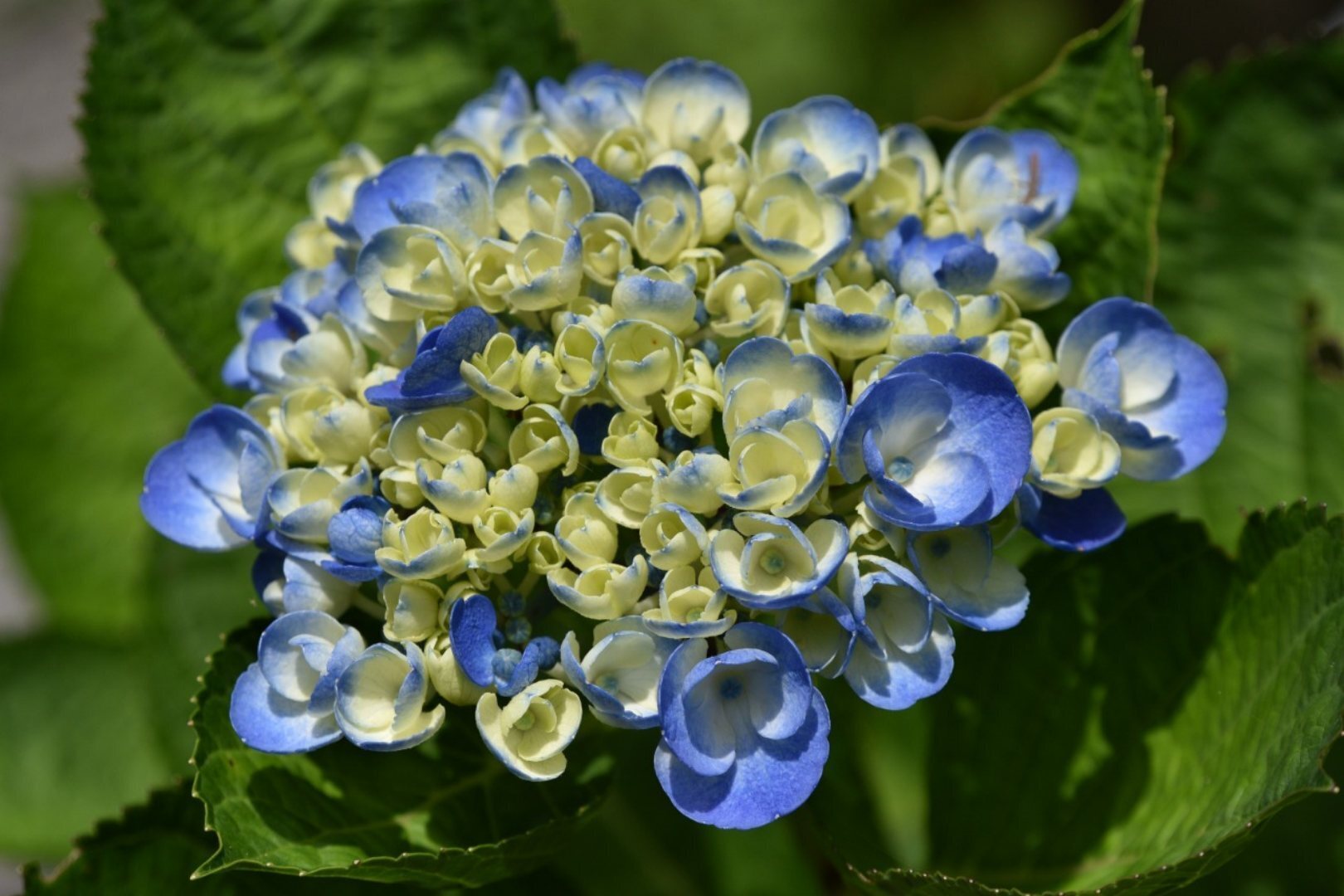 紫陽花の季節ですね。 | TORQUE STYLE